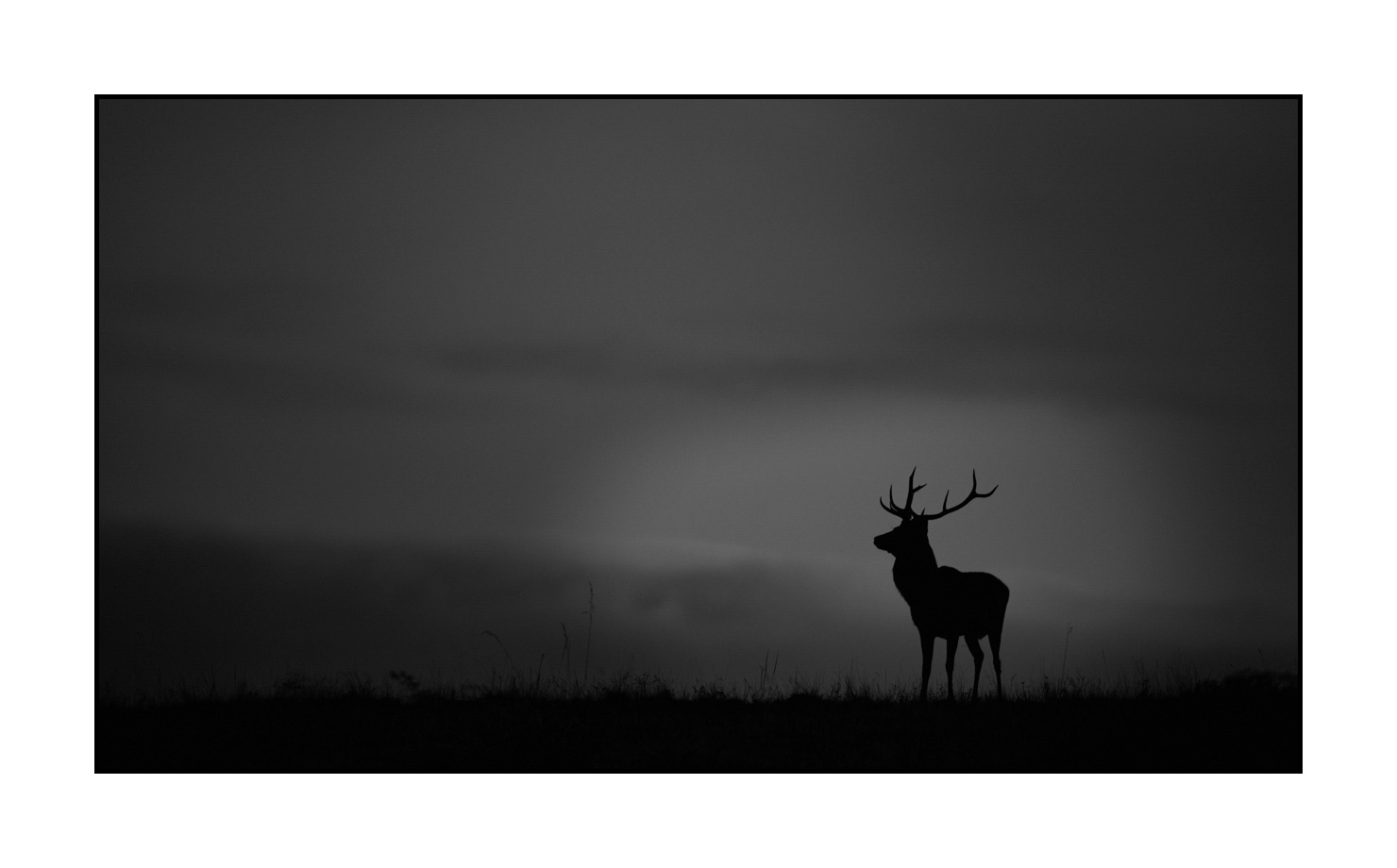 nuances-de-noirs-et-de-blancs/010-silhouettes-de-cerfs/fr/12-silhouettes-de-cerfs-en-noir-et-blanc-190920CHMBRA0943B