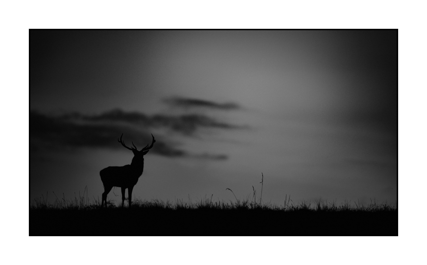 nuances-de-noirs-et-de-blancs/010-silhouettes-de-cerfs/fr/13-silhouettes-de-cerfs-en-noir-et-blanc-190920CHMBRA0994B
