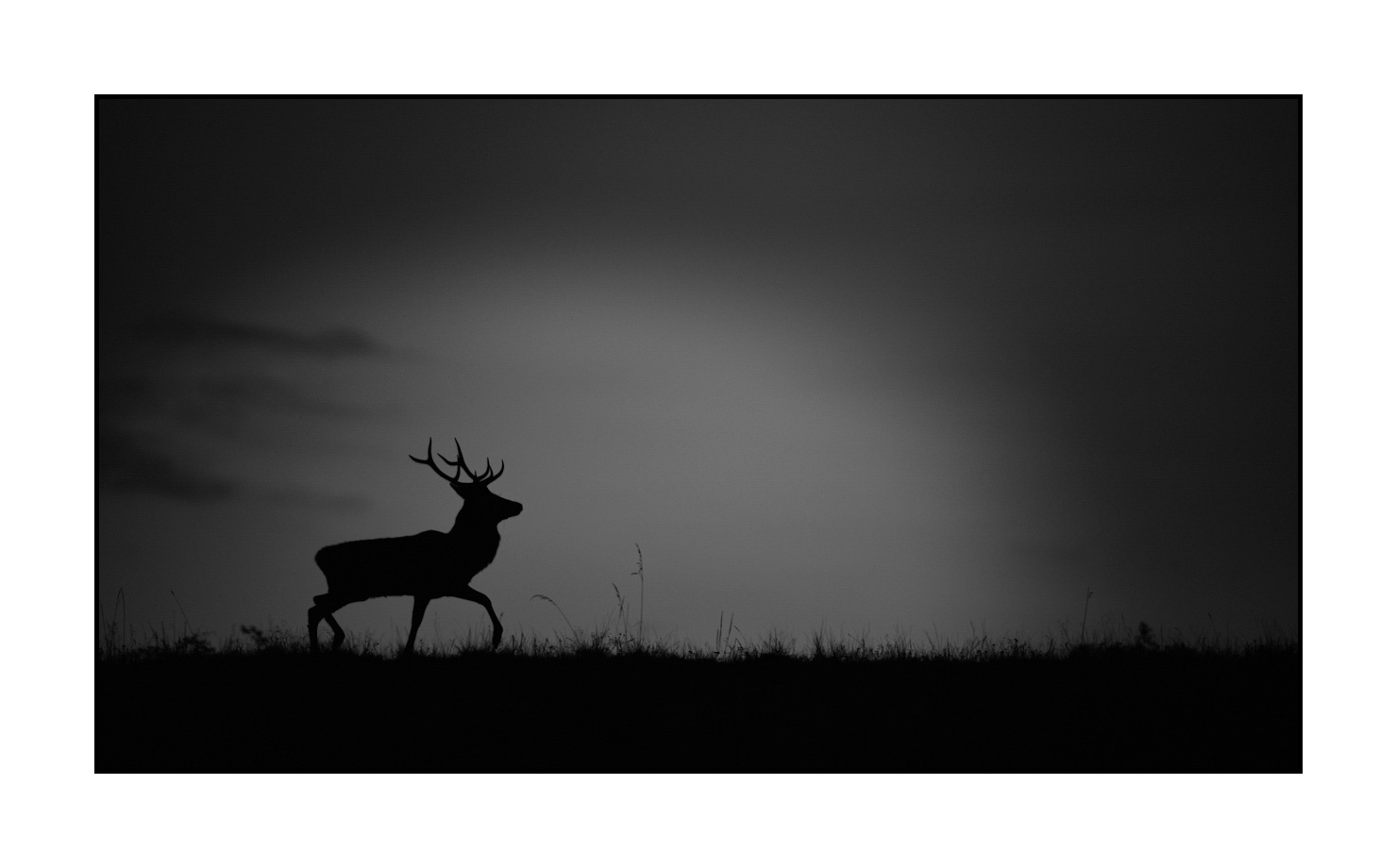nuances-de-noirs-et-de-blancs/010-silhouettes-de-cerfs/fr/14-silhouettes-de-cerfs-en-noir-et-blanc-190920CHMBRA1001B