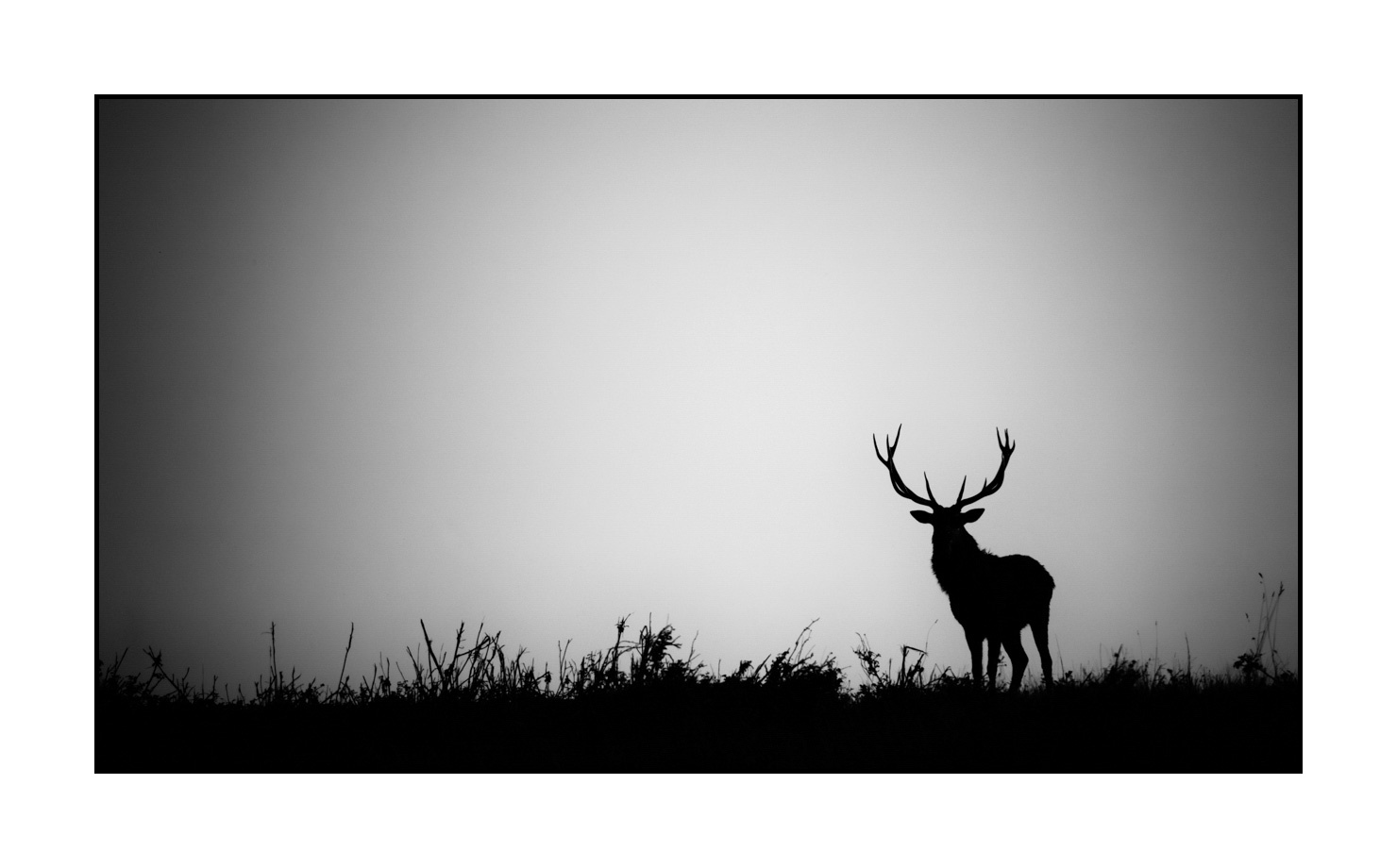 nuances-de-noirs-et-de-blancs/010-silhouettes-de-cerfs/fr/15-silhouettes-de-cerfs-en-noir-et-blanc-200928CHABRA0532B