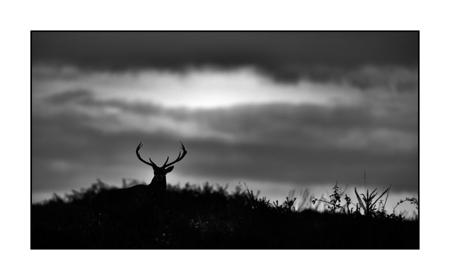 nuances-de-noirs-et-de-blancs/010-silhouettes-de-cerfs/fr/18-silhouettes-de-cerfs-en-noir-et-blanc-200928CHABRA1551B