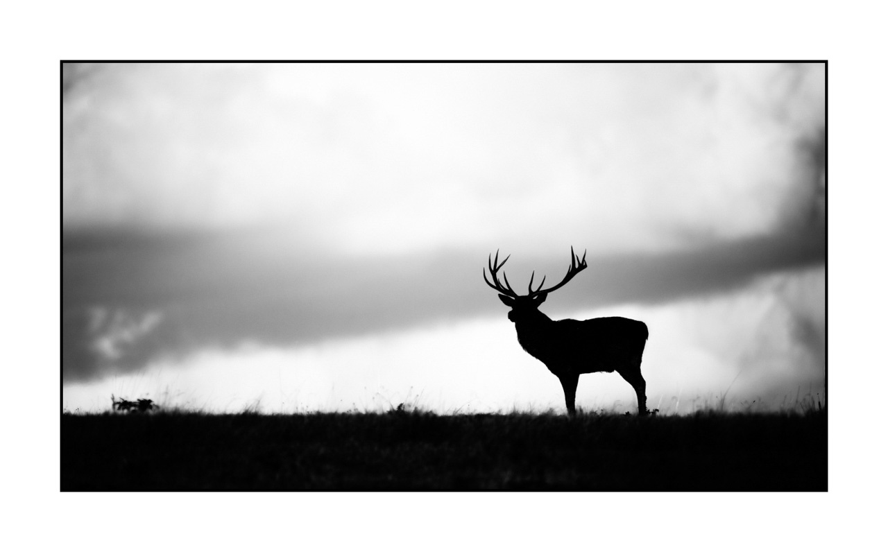 nuances-de-noirs-et-de-blancs/010-silhouettes-de-cerfs/fr/19-silhouettes-de-cerfs-en-noir-et-blanc-220925BRACHM0107B