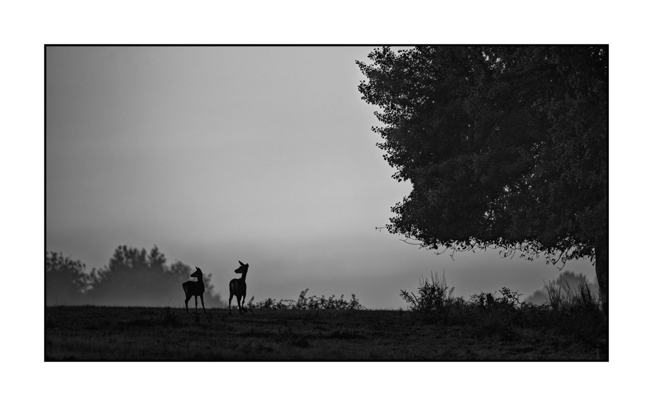 nuances-de-noirs-et-de-blancs/010-silhouettes-de-cerfs/fr/20-silhouettes-de-cerfs-en-noir-et-blanc-220925BRACHM0157B
