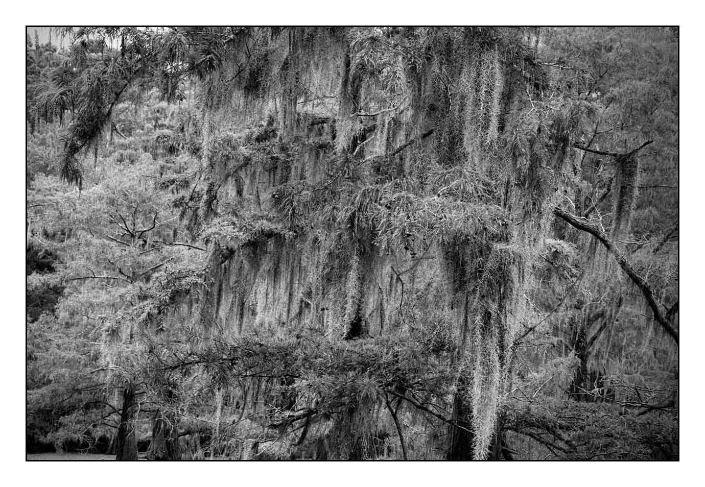 nuances-de-noirs-et-de-blancs/012-les-mysteres-de-caddo-lake-texas/fr/09-170827CADLAK0068B
