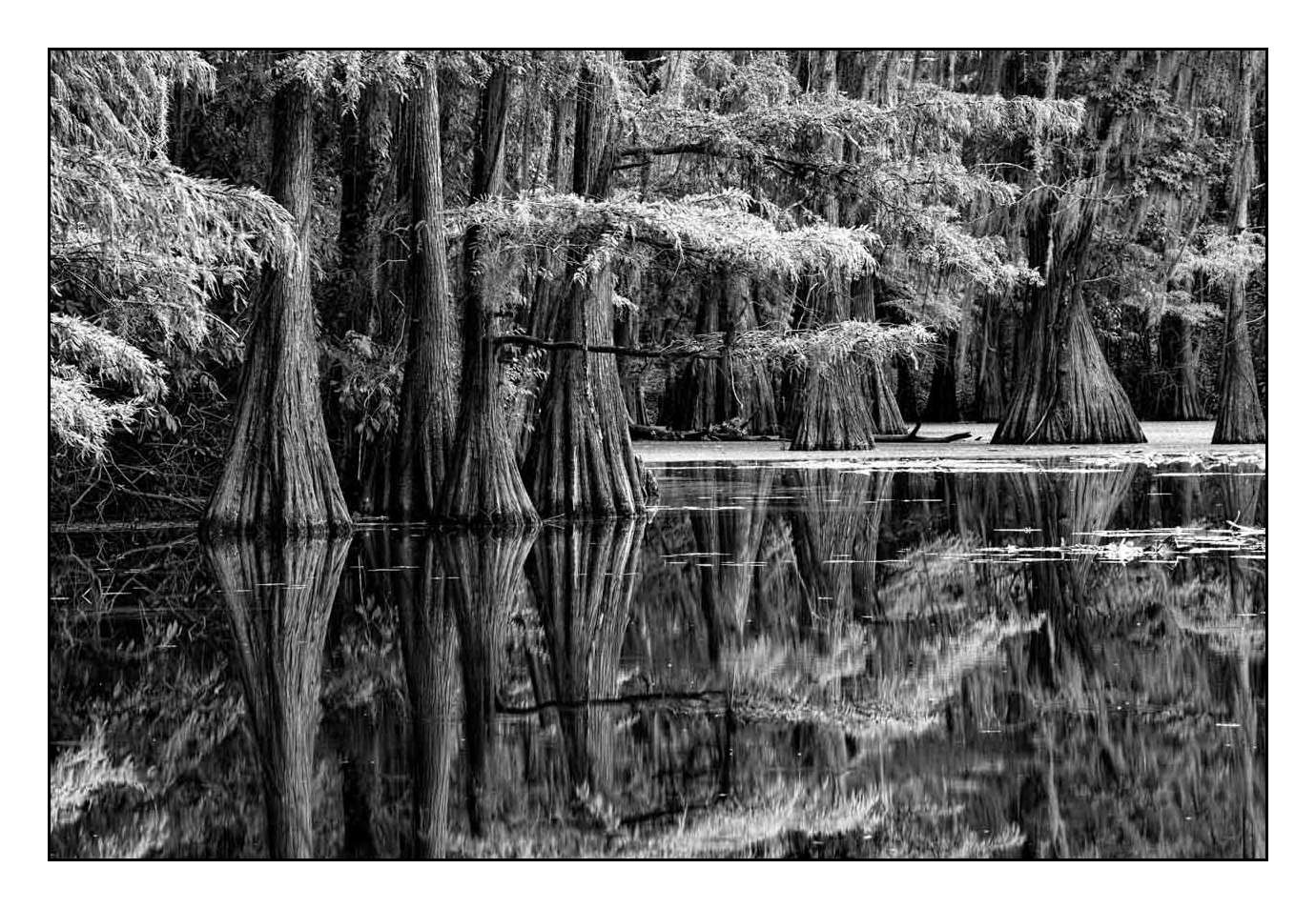 nuances-de-noirs-et-de-blancs/012-les-mysteres-de-caddo-lake-texas/fr/10-170827CADLAK0091B