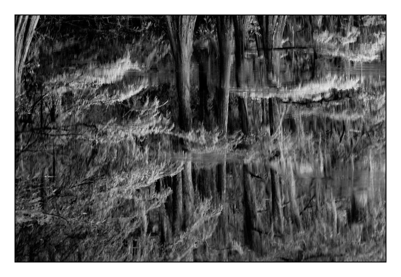 nuances-de-noirs-et-de-blancs/012-les-mysteres-de-caddo-lake-texas/fr/11-170827CADLAK0092B
