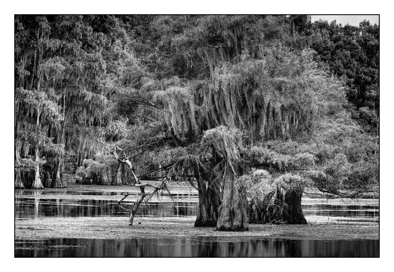 nuances-de-noirs-et-de-blancs/012-les-mysteres-de-caddo-lake-texas/fr/15-170827CADLAK0110B
