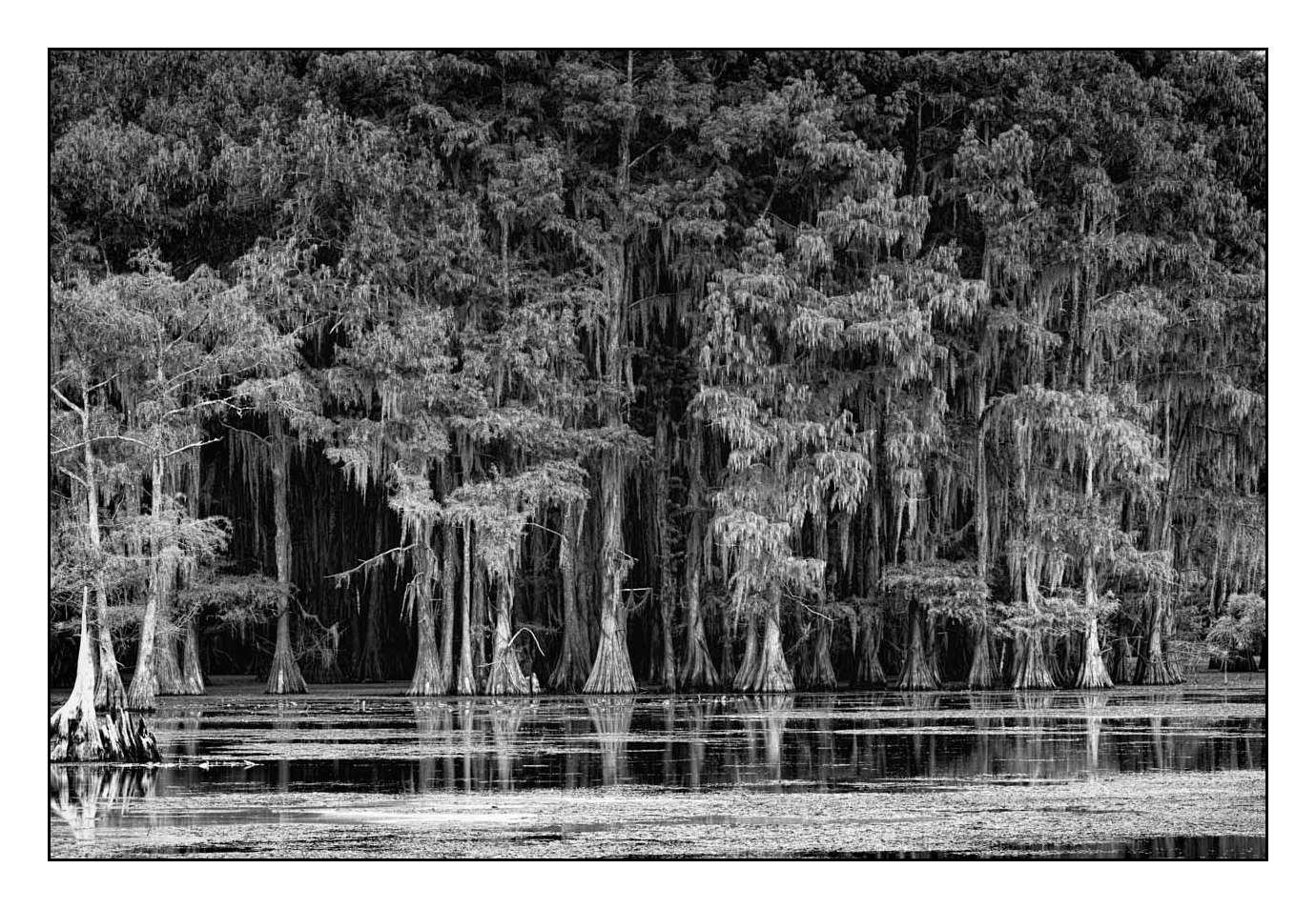 nuances-de-noirs-et-de-blancs/012-les-mysteres-de-caddo-lake-texas/fr/16-170827CADLAK0111B