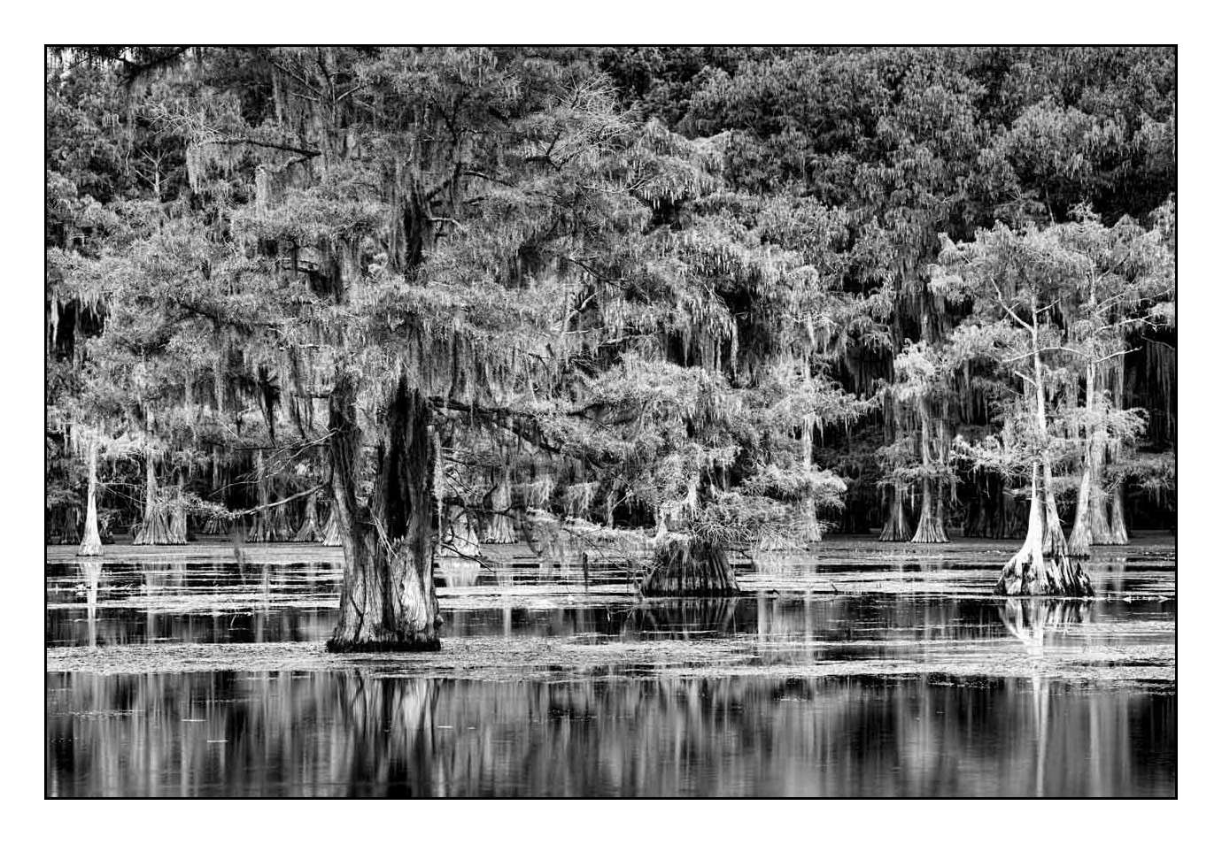 nuances-de-noirs-et-de-blancs/012-les-mysteres-de-caddo-lake-texas/fr/17-170827CADLAK0116B