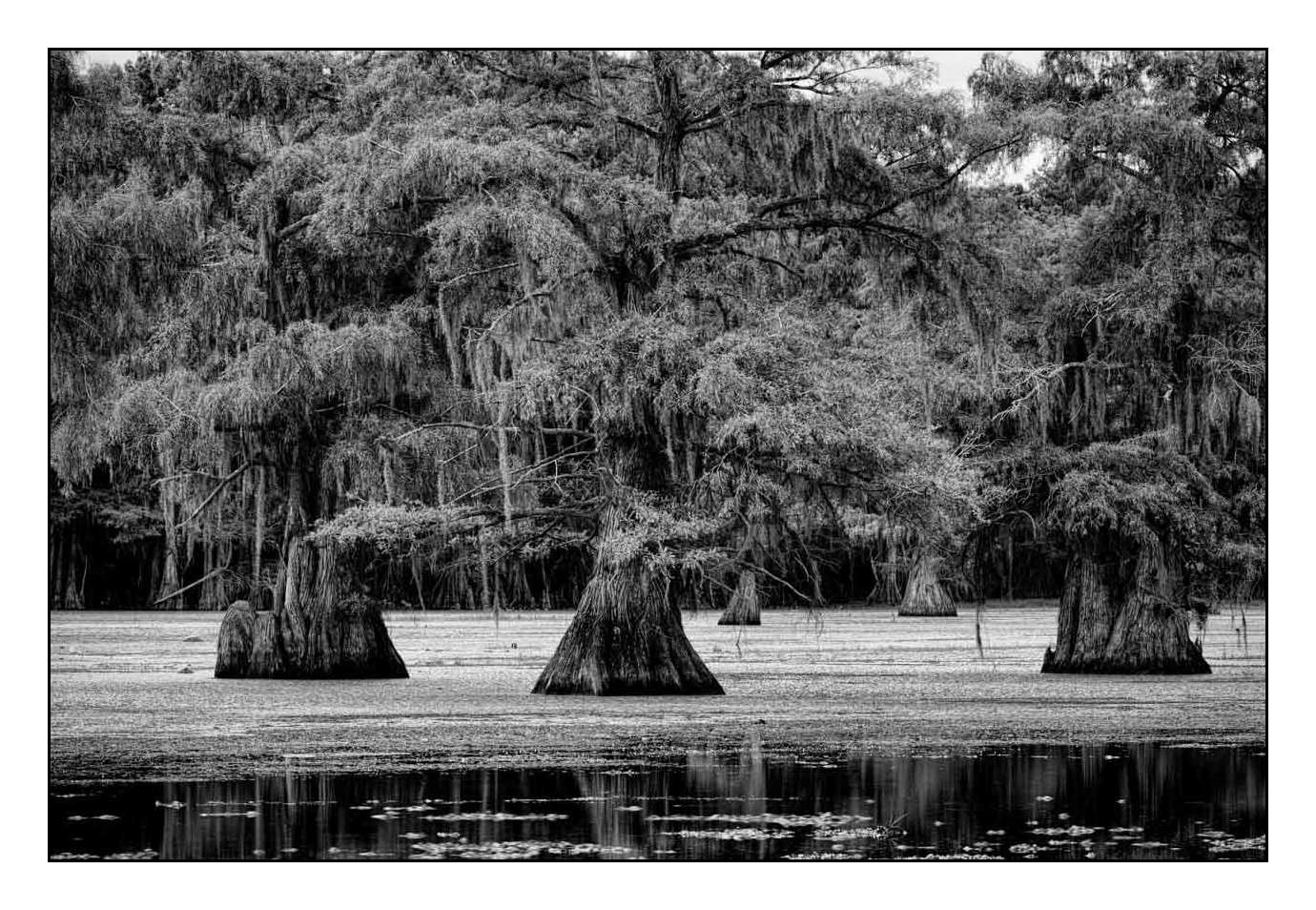 nuances-de-noirs-et-de-blancs/012-les-mysteres-de-caddo-lake-texas/fr/19-170827CADLAK0185B