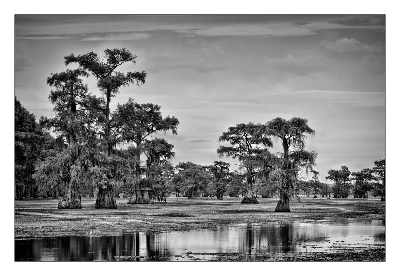 nuances-de-noirs-et-de-blancs/012-les-mysteres-de-caddo-lake-texas/fr/20-170827CADLAK0191B
