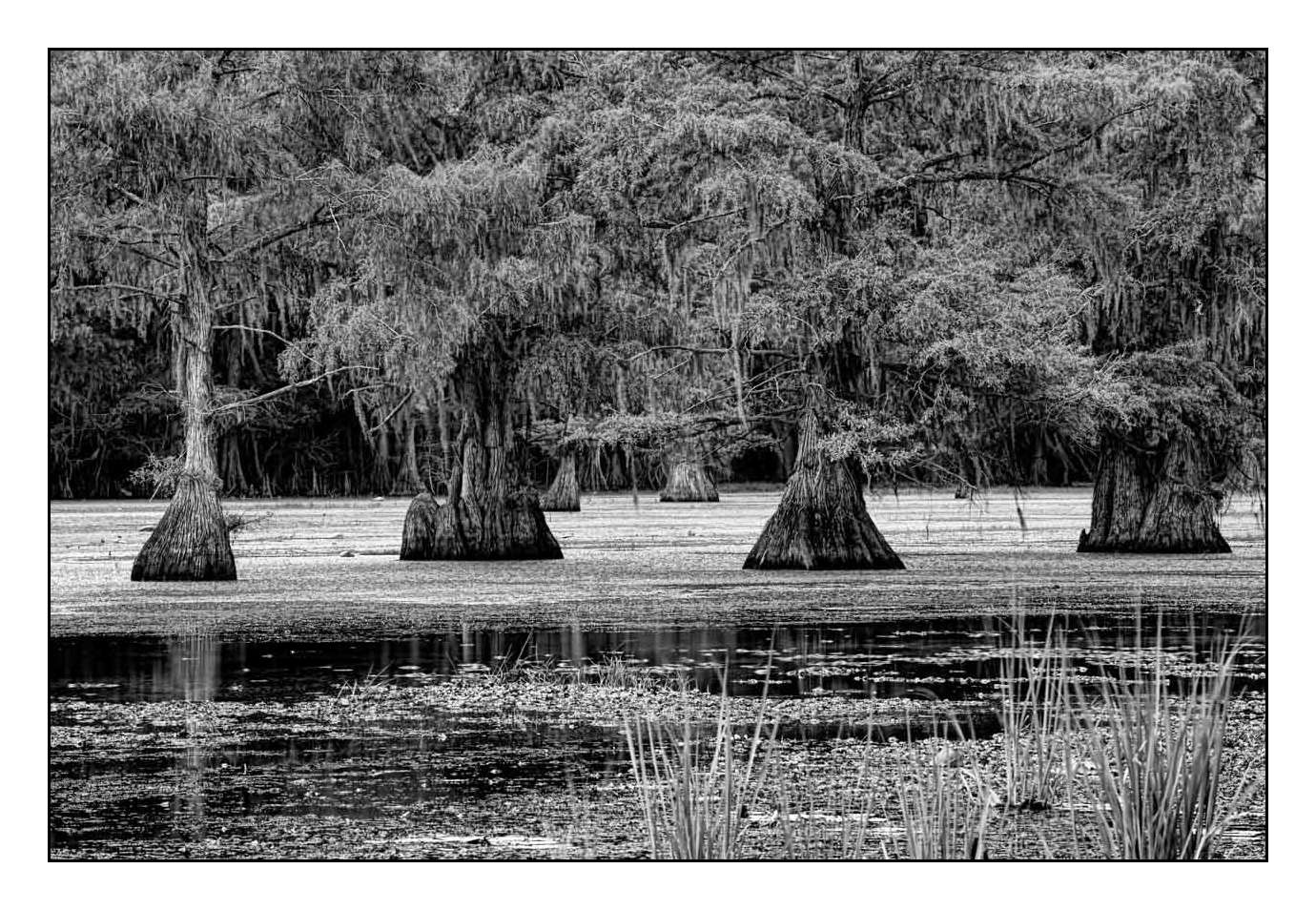 nuances-de-noirs-et-de-blancs/012-les-mysteres-de-caddo-lake-texas/fr/21-170827CADLAK0202B