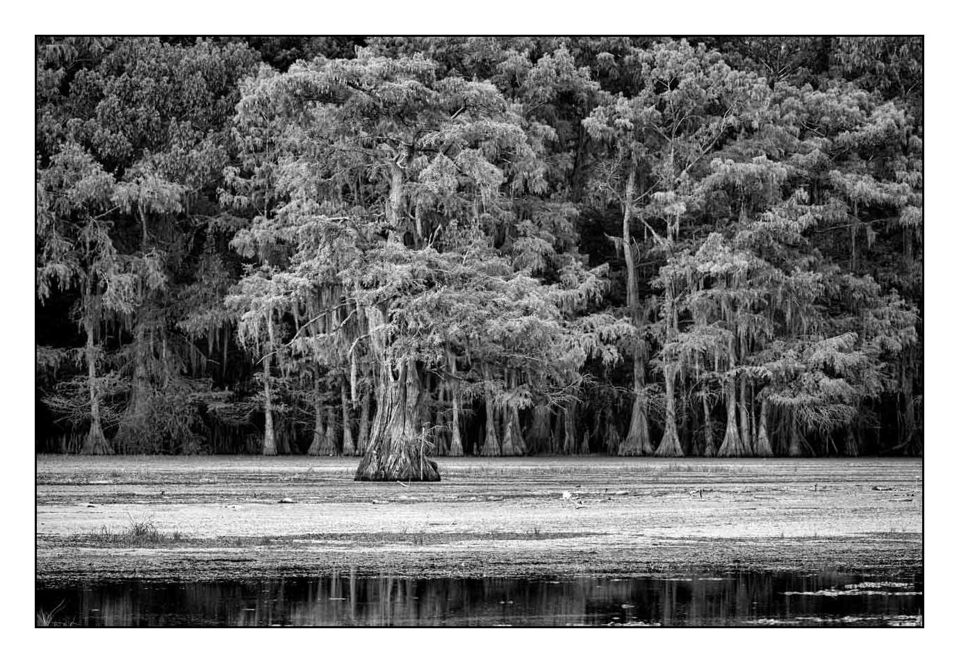 nuances-de-noirs-et-de-blancs/012-les-mysteres-de-caddo-lake-texas/fr/22-170827CADLAK0205B