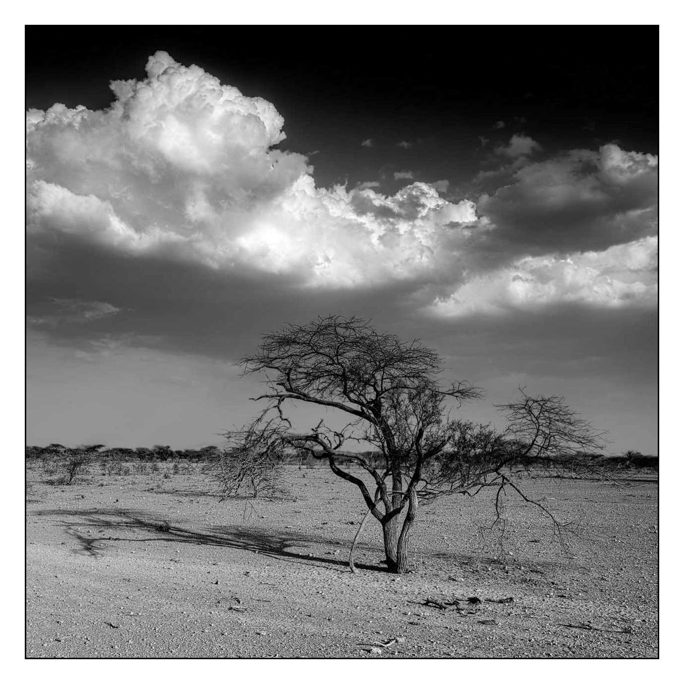 nuances-de-noirs-et-de-blancs/013-les-temoins-du-temps-qui-passe/en/11-170910SHOPAY0048B