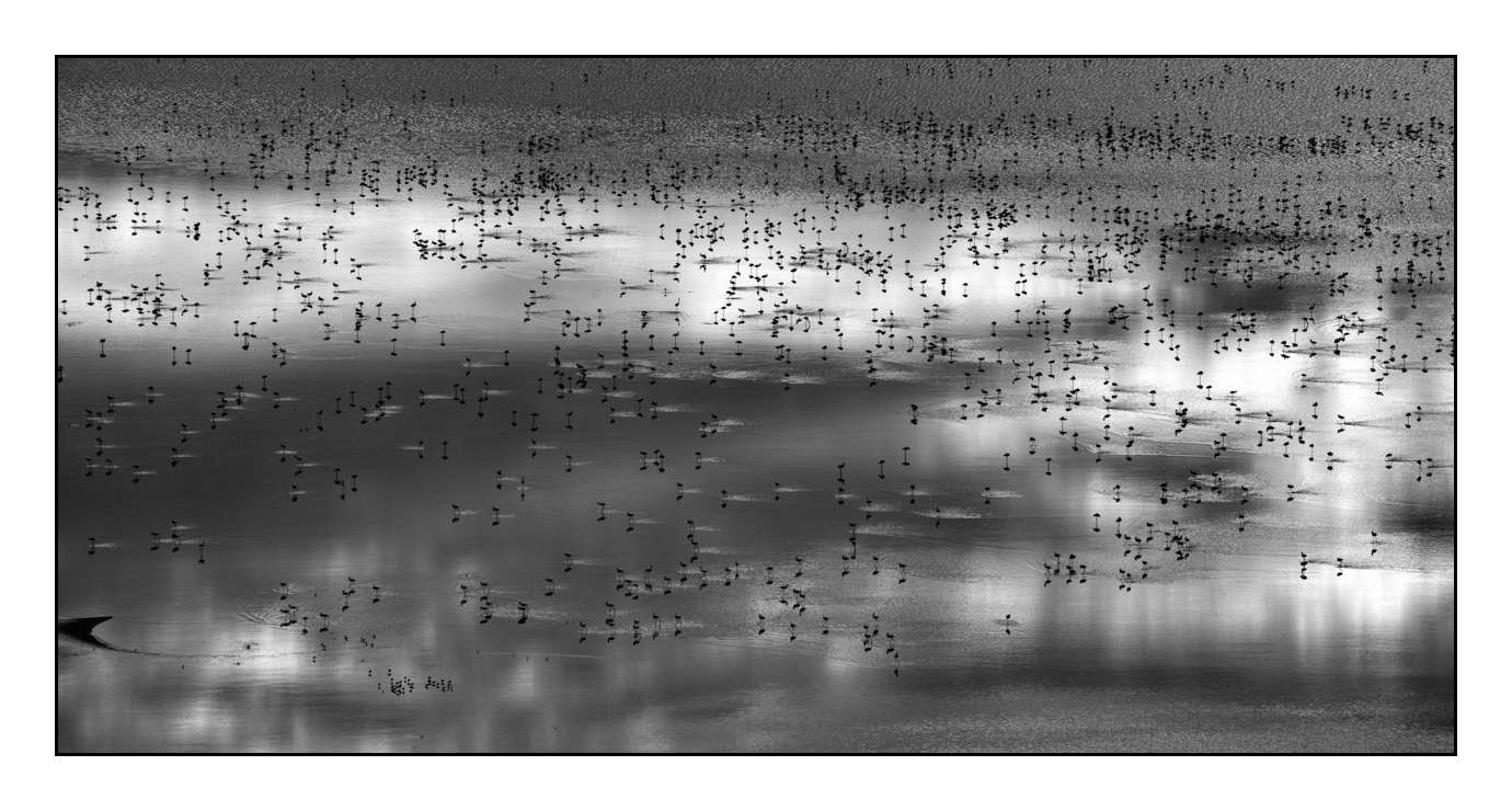 nuances-de-noirs-et-de-blancs/015-notes-de-musique-sur-l-eau/en/06-170910MAGANI0986B