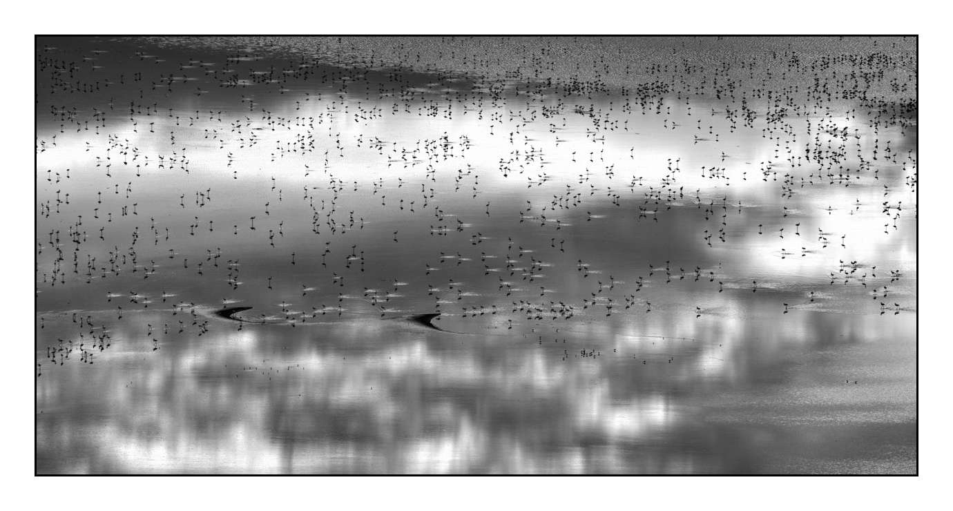 nuances-de-noirs-et-de-blancs/015-notes-de-musique-sur-l-eau/fr/04-170910MAGANI0978B