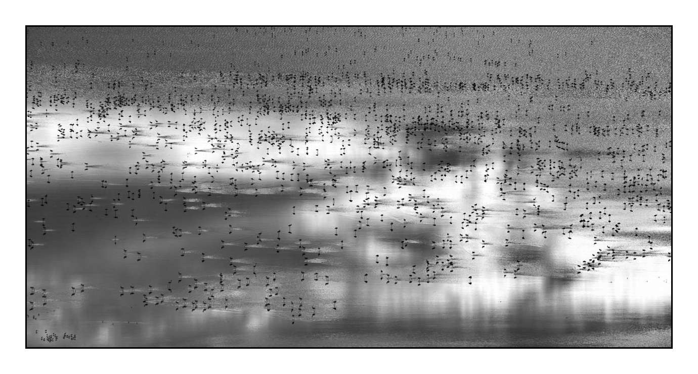 nuances-de-noirs-et-de-blancs/015-notes-de-musique-sur-l-eau/fr/05-170910MAGANI0985B