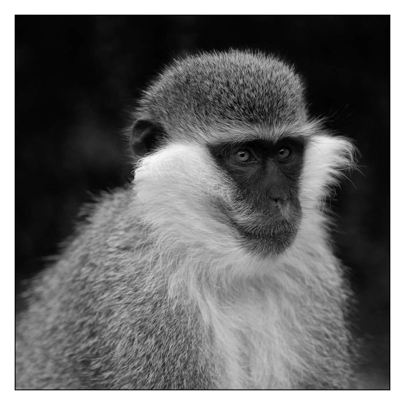 nuances-de-noirs-et-de-blancs/018-anthropomorphisme/en/12-160213ETHANI0665