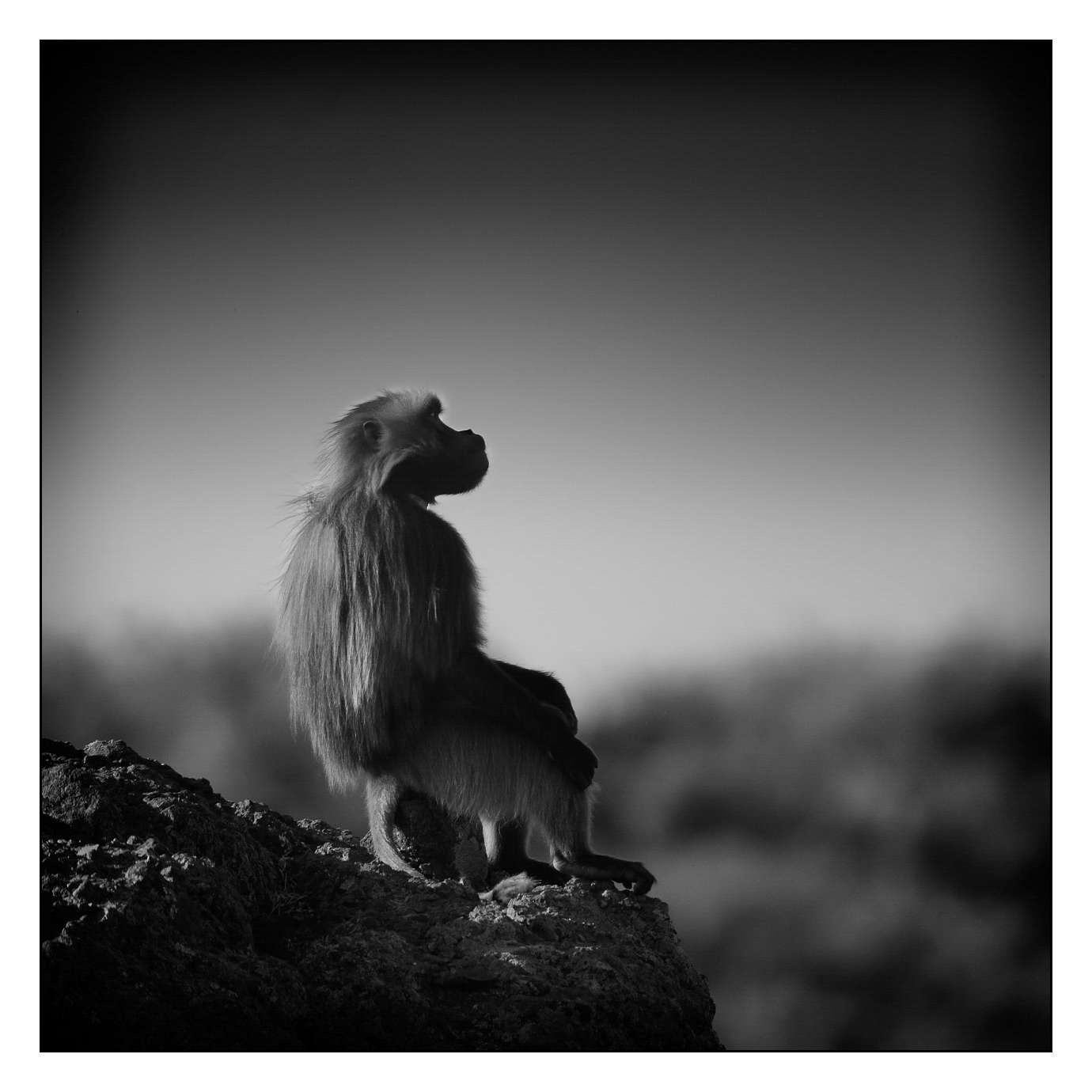 nuances-de-noirs-et-de-blancs/018-anthropomorphisme/fr/01-160213ETHANI0016