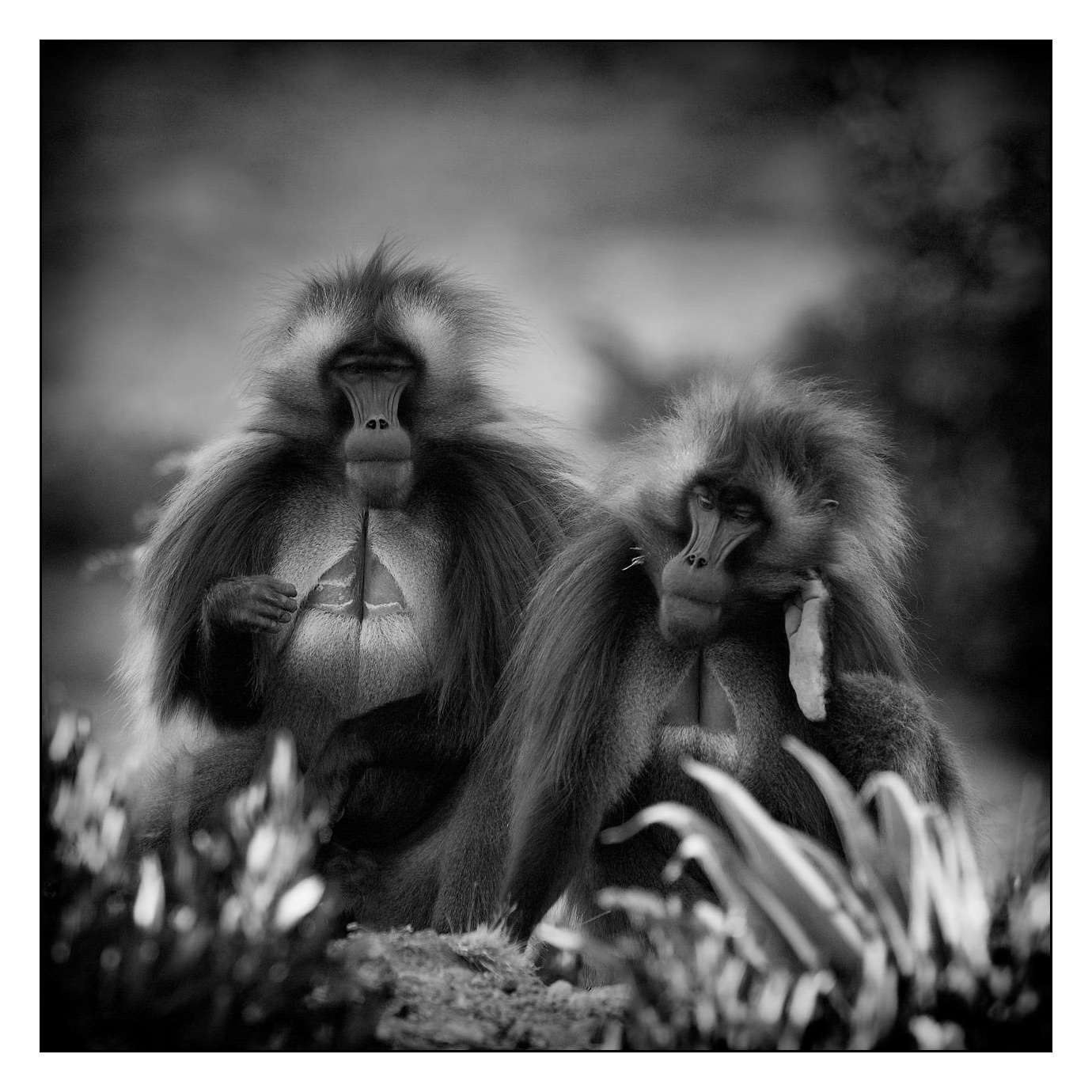 nuances-de-noirs-et-de-blancs/018-anthropomorphisme/fr/02-160213ETHANI0023
