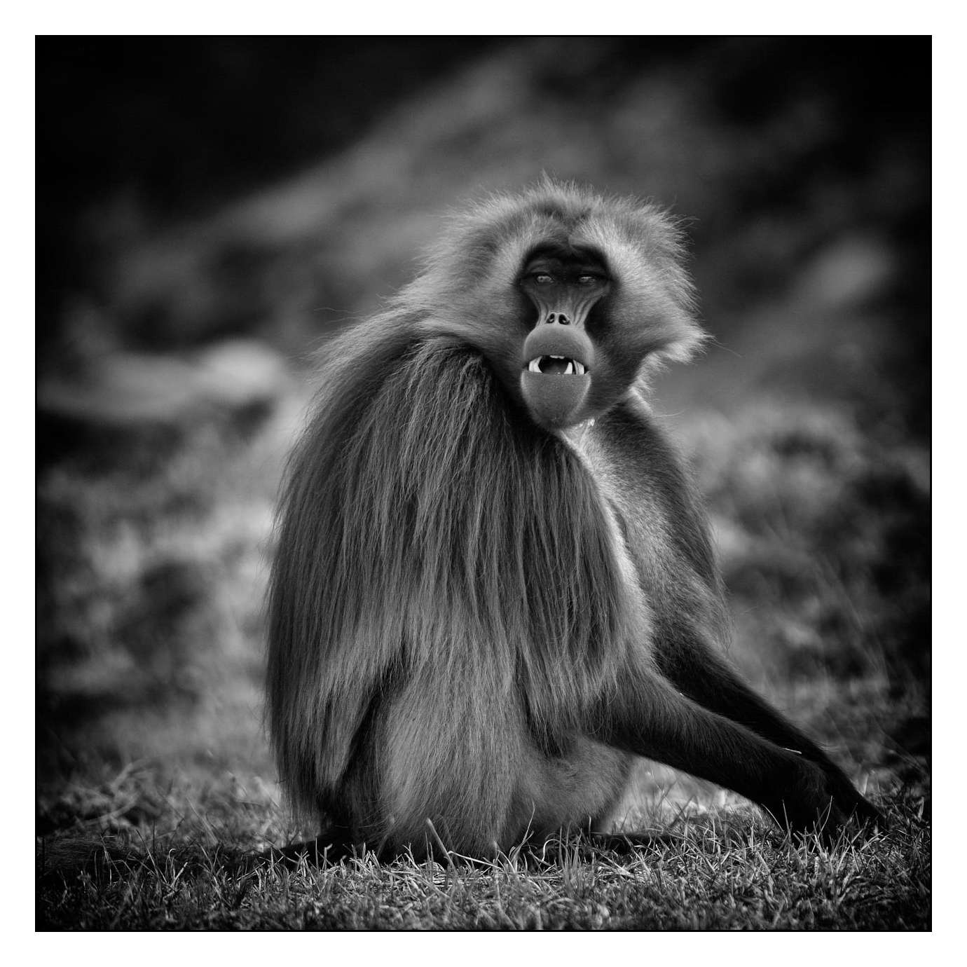 nuances-de-noirs-et-de-blancs/018-anthropomorphisme/fr/03-160213ETHANI0058