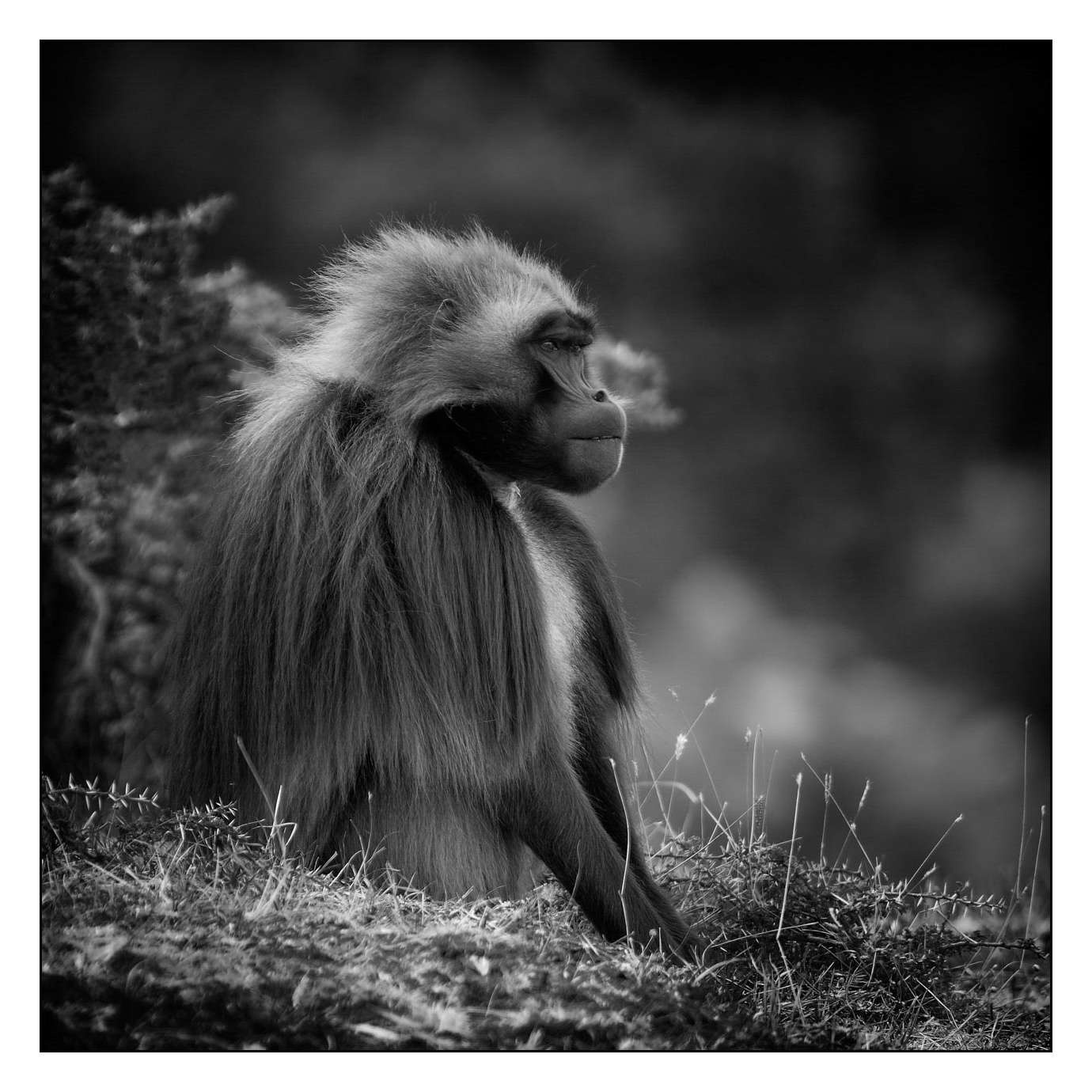 nuances-de-noirs-et-de-blancs/018-anthropomorphisme/fr/04-160213ETHANI0060