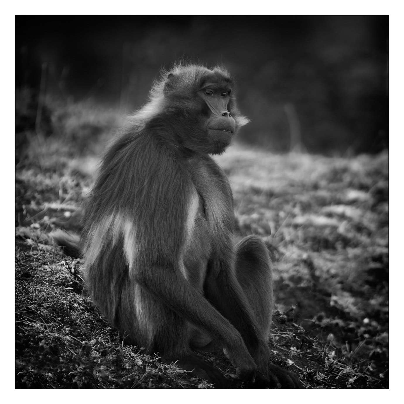 nuances-de-noirs-et-de-blancs/018-anthropomorphisme/fr/05-160213ETHANI0061