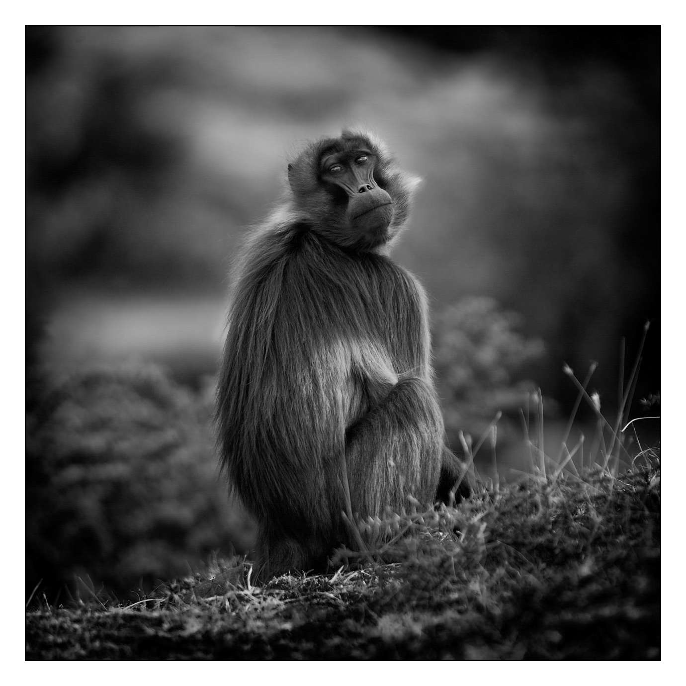 nuances-de-noirs-et-de-blancs/018-anthropomorphisme/fr/06-160213ETHANI0062