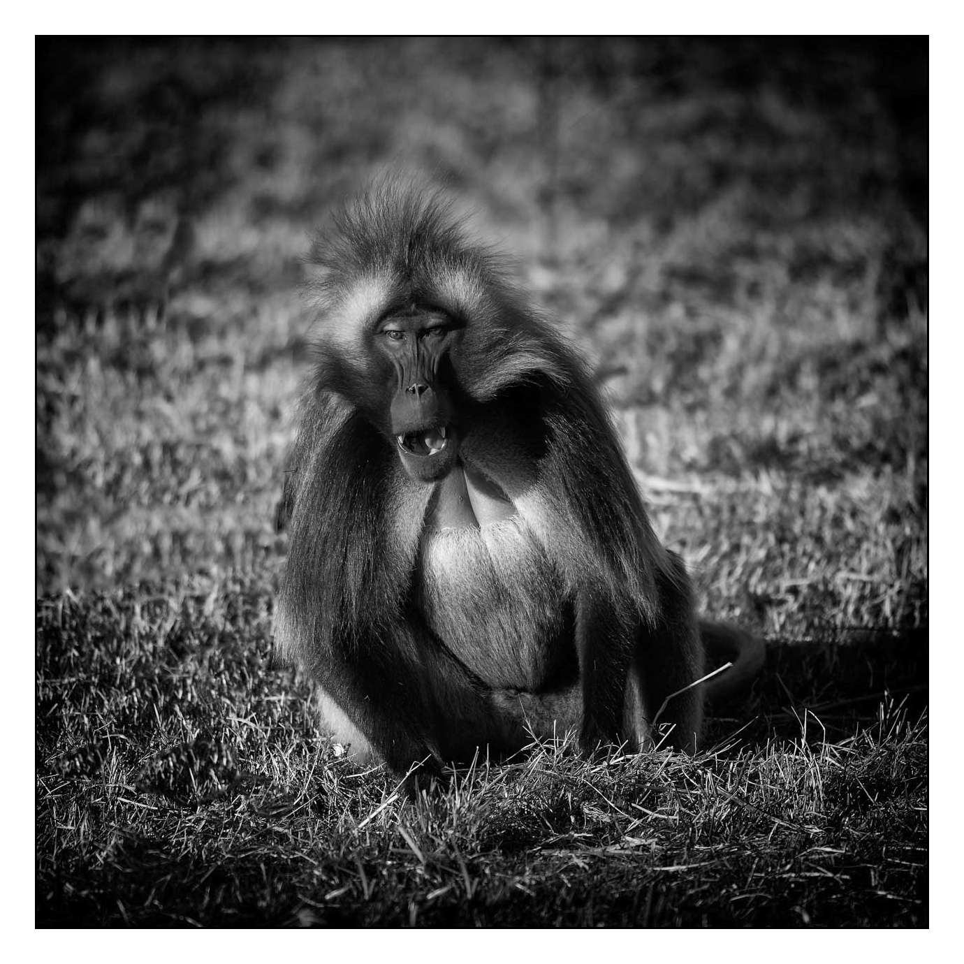 nuances-de-noirs-et-de-blancs/018-anthropomorphisme/fr/07-160213ETHANI0070