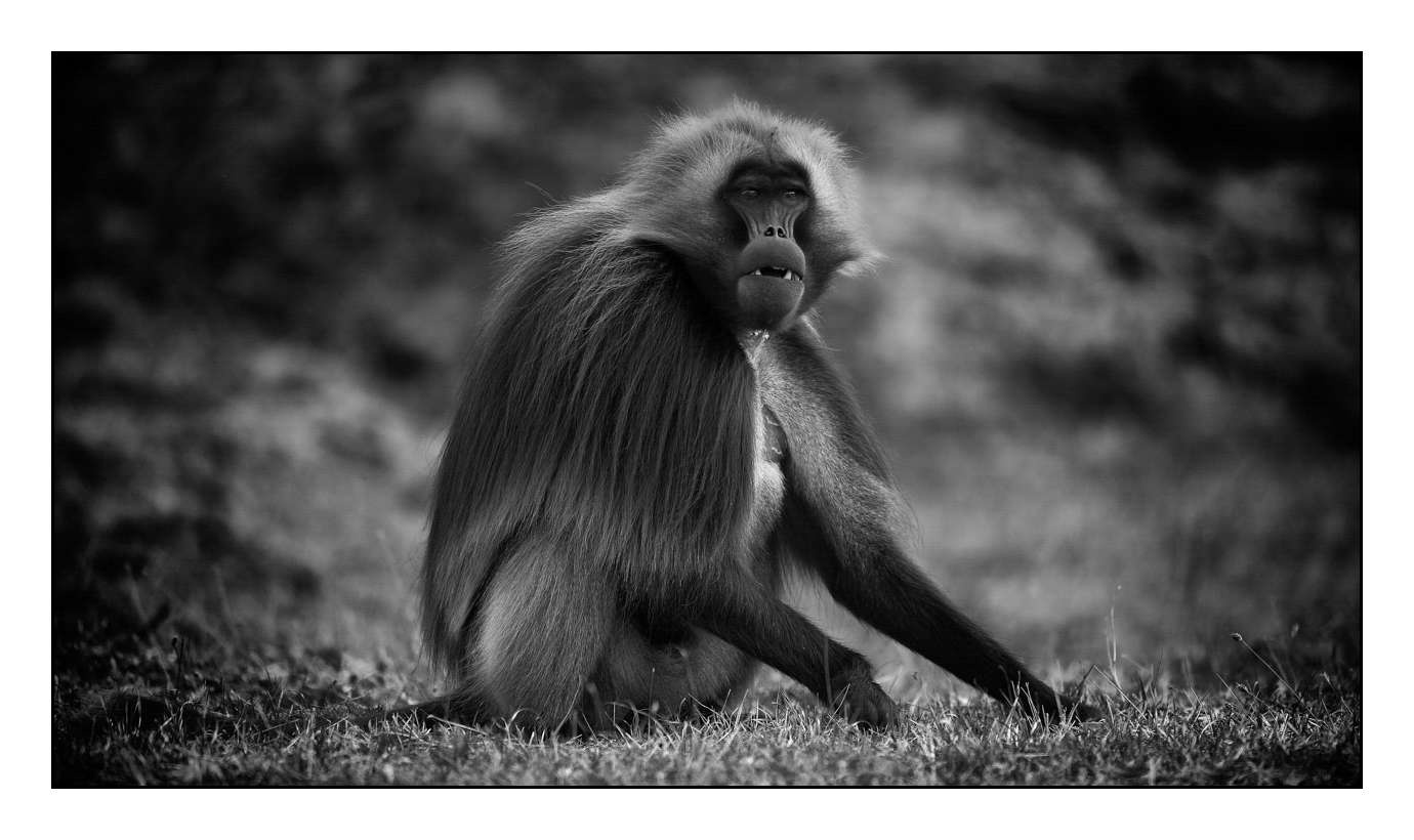 nuances-de-noirs-et-de-blancs/018-anthropomorphisme/fr/08-160213ETHANI0056