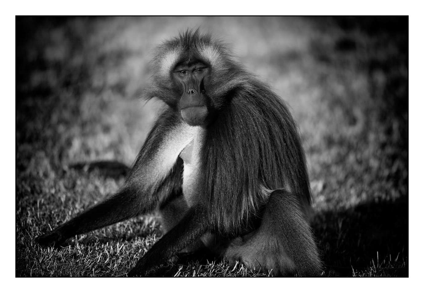 nuances-de-noirs-et-de-blancs/018-anthropomorphisme/fr/09-160213ETHANI0102