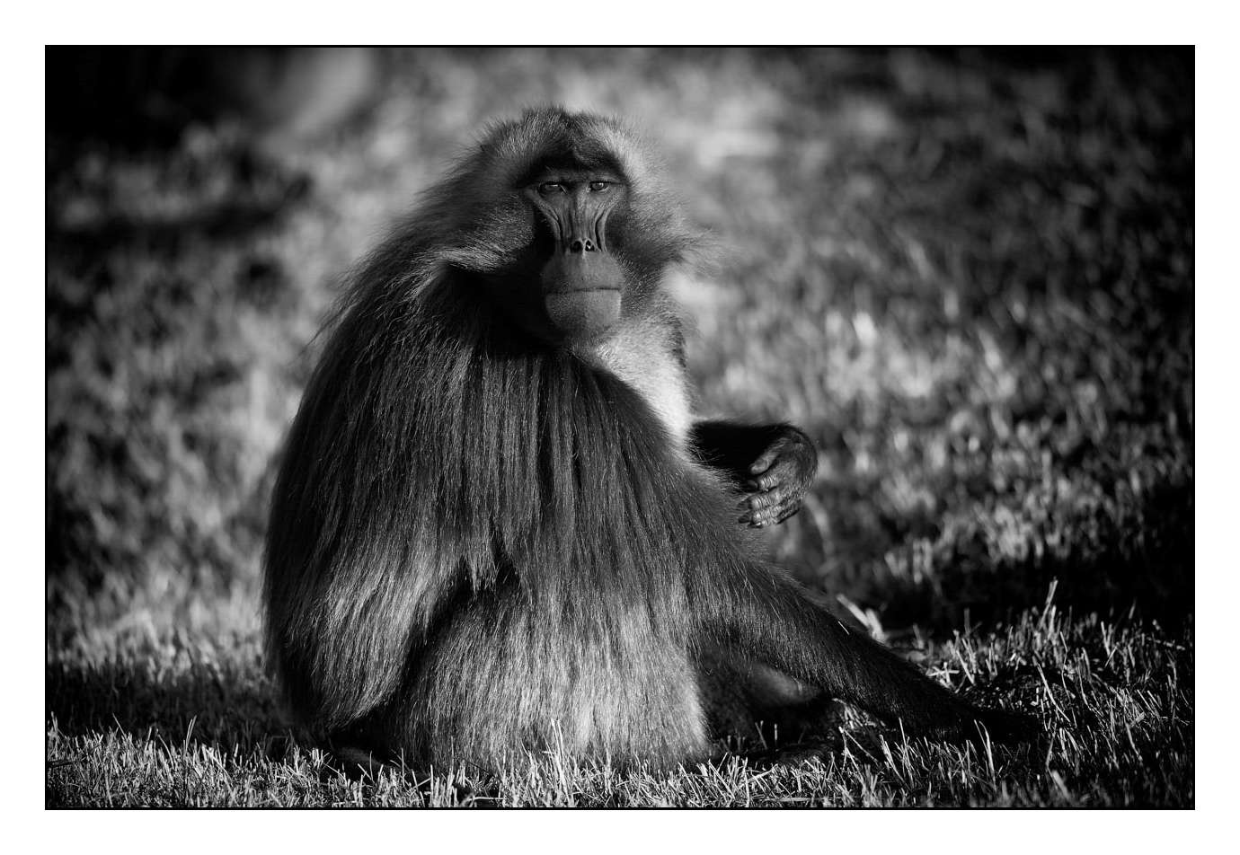 nuances-de-noirs-et-de-blancs/018-anthropomorphisme/fr/10-160213ETHANI0123