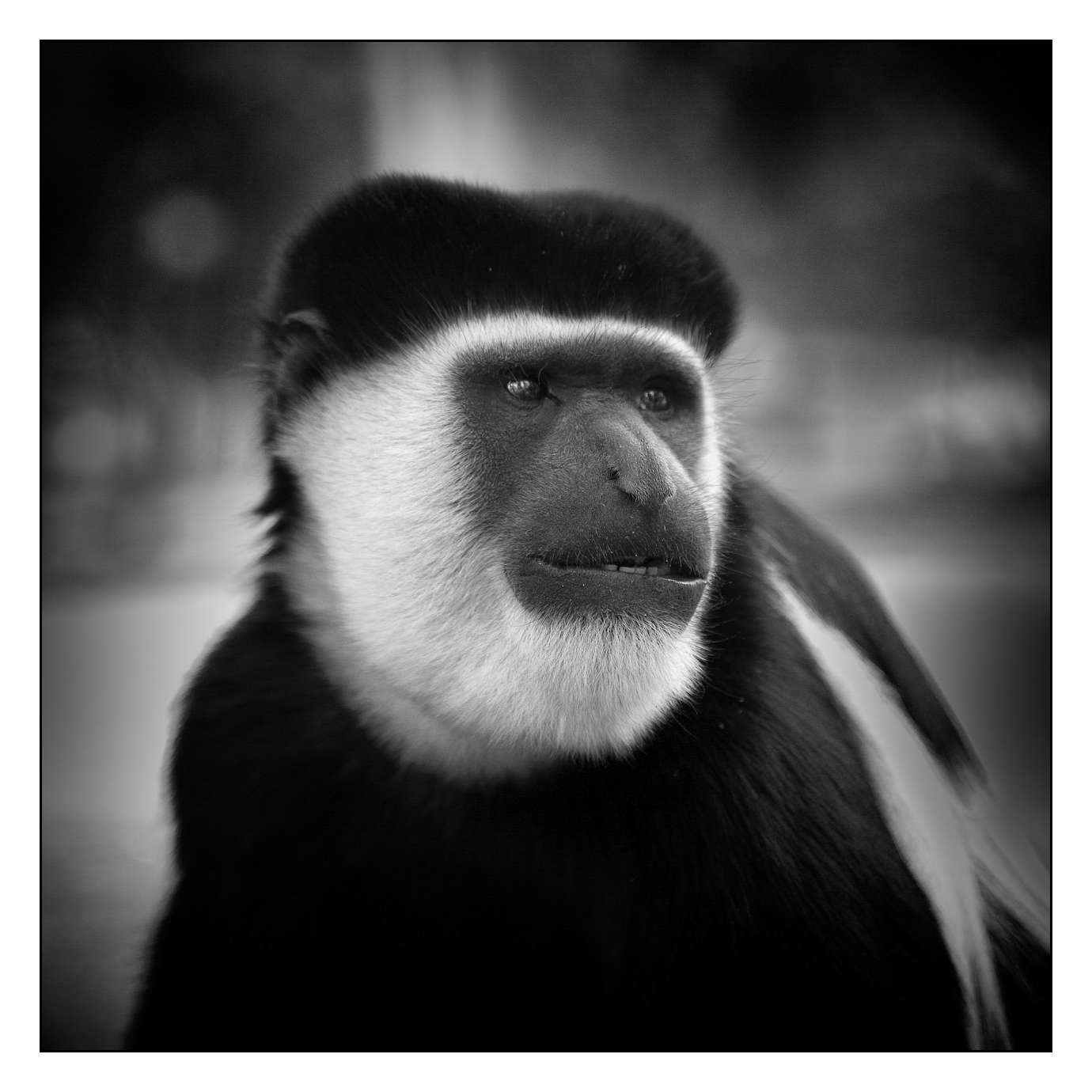 nuances-de-noirs-et-de-blancs/018-anthropomorphisme/fr/13-160213ETHANI0742