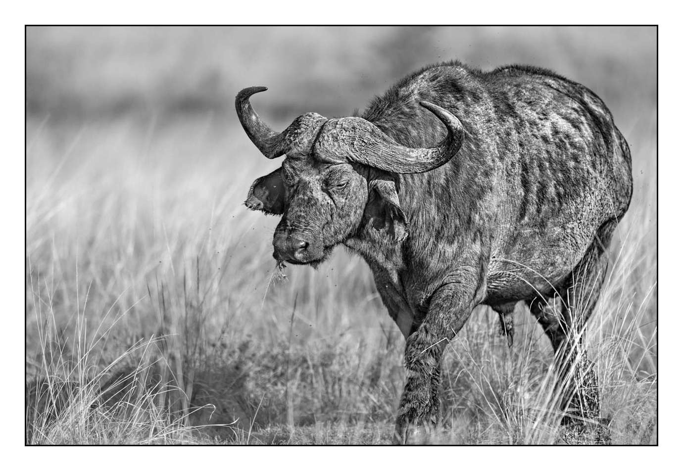 nuances-de-noirs-et-de-blancs/028-merveilles-animalieres-masai-mara/en/05-170913MASANI0418B
