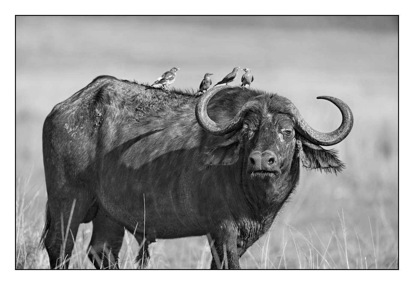 nuances-de-noirs-et-de-blancs/028-merveilles-animalieres-masai-mara/en/08-170913MASANI0626B