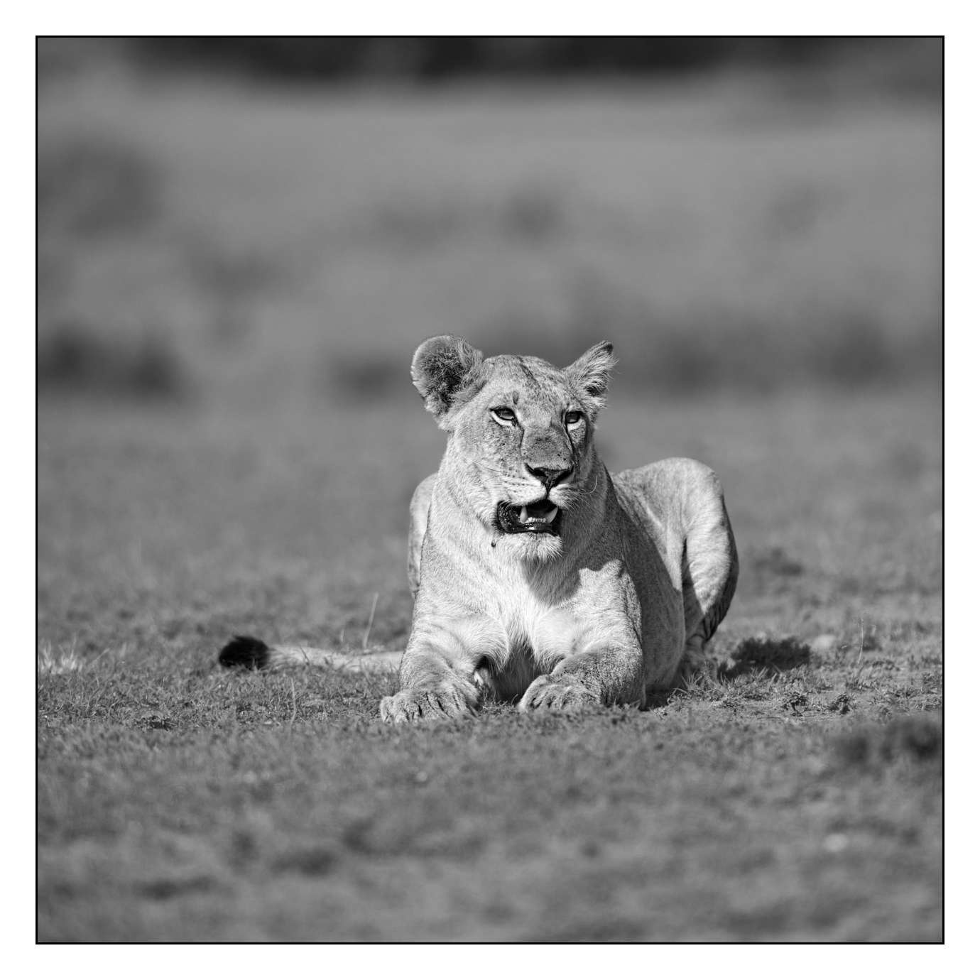 nuances-de-noirs-et-de-blancs/028-merveilles-animalieres-masai-mara/en/43-170913MASANI5154B