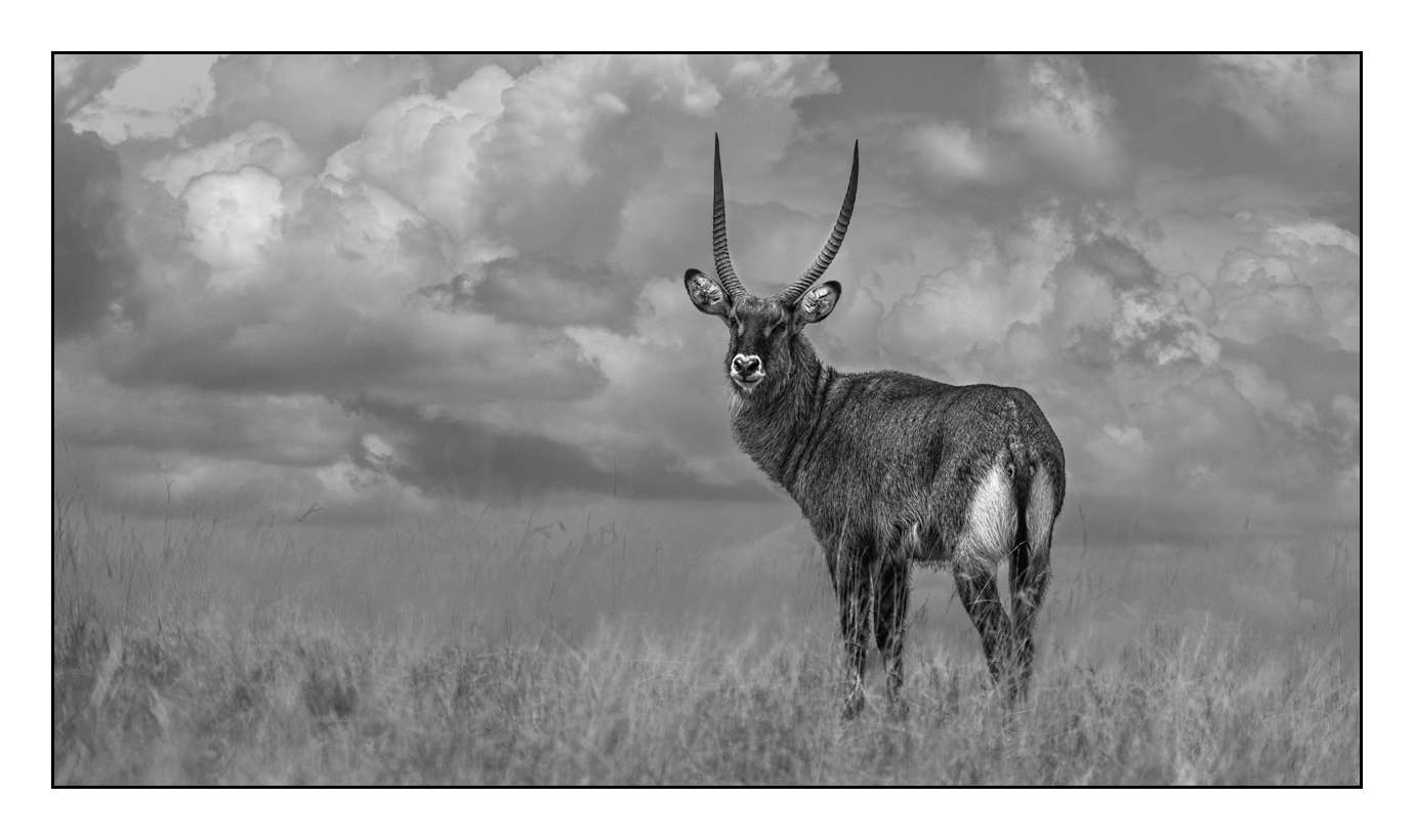 nuances-de-noirs-et-de-blancs/028-merveilles-animalieres-masai-mara/fr/01-170913MASANI0776B