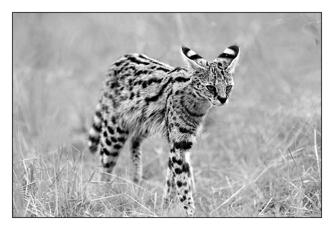 nuances-de-noirs-et-de-blancs/028-merveilles-animalieres-masai-mara/fr/02-170913MASANI8326B