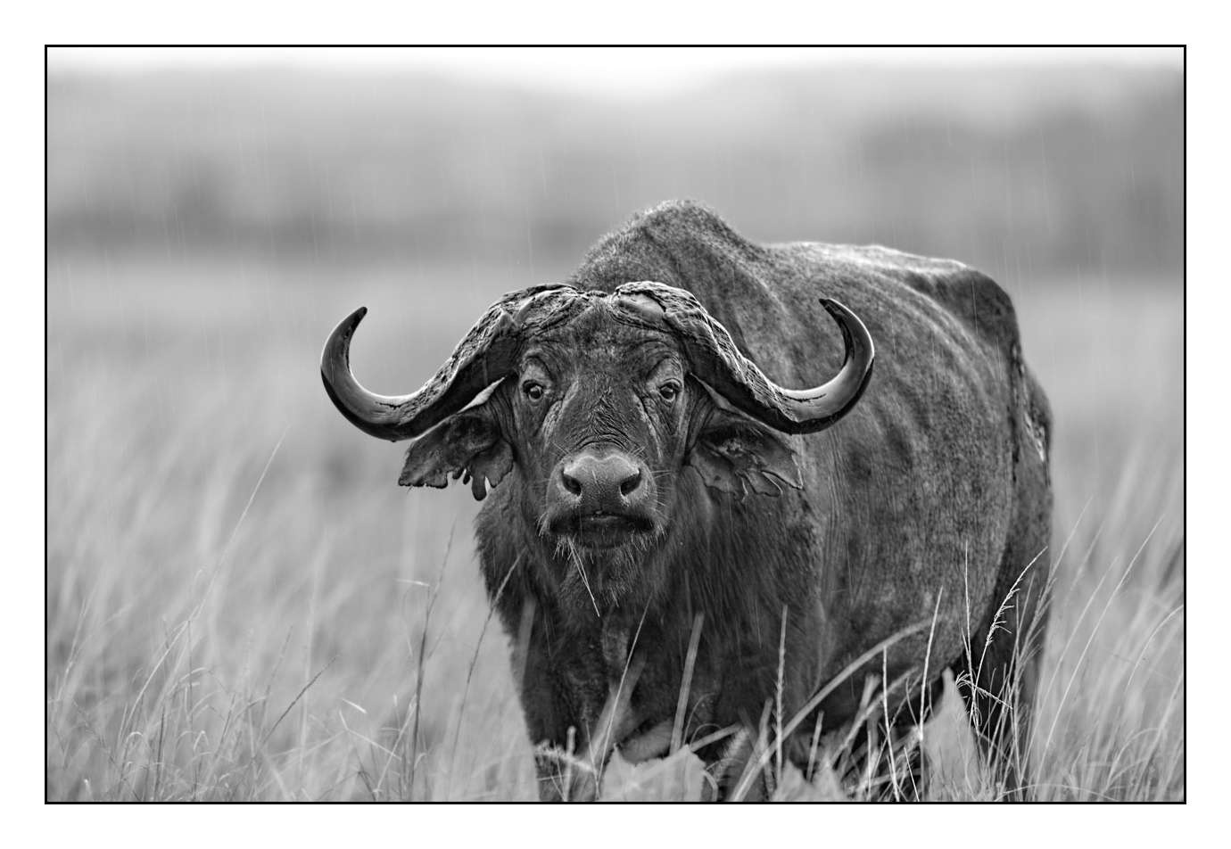 nuances-de-noirs-et-de-blancs/028-merveilles-animalieres-masai-mara/fr/03-170913MASANI0711B