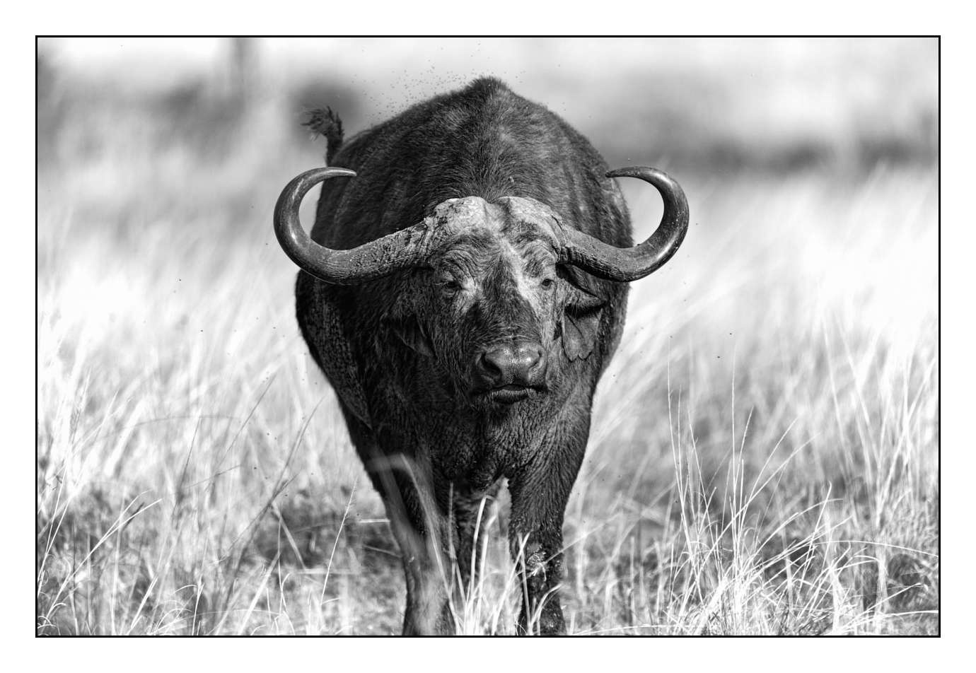 nuances-de-noirs-et-de-blancs/028-merveilles-animalieres-masai-mara/fr/04-170913MASANI0414B