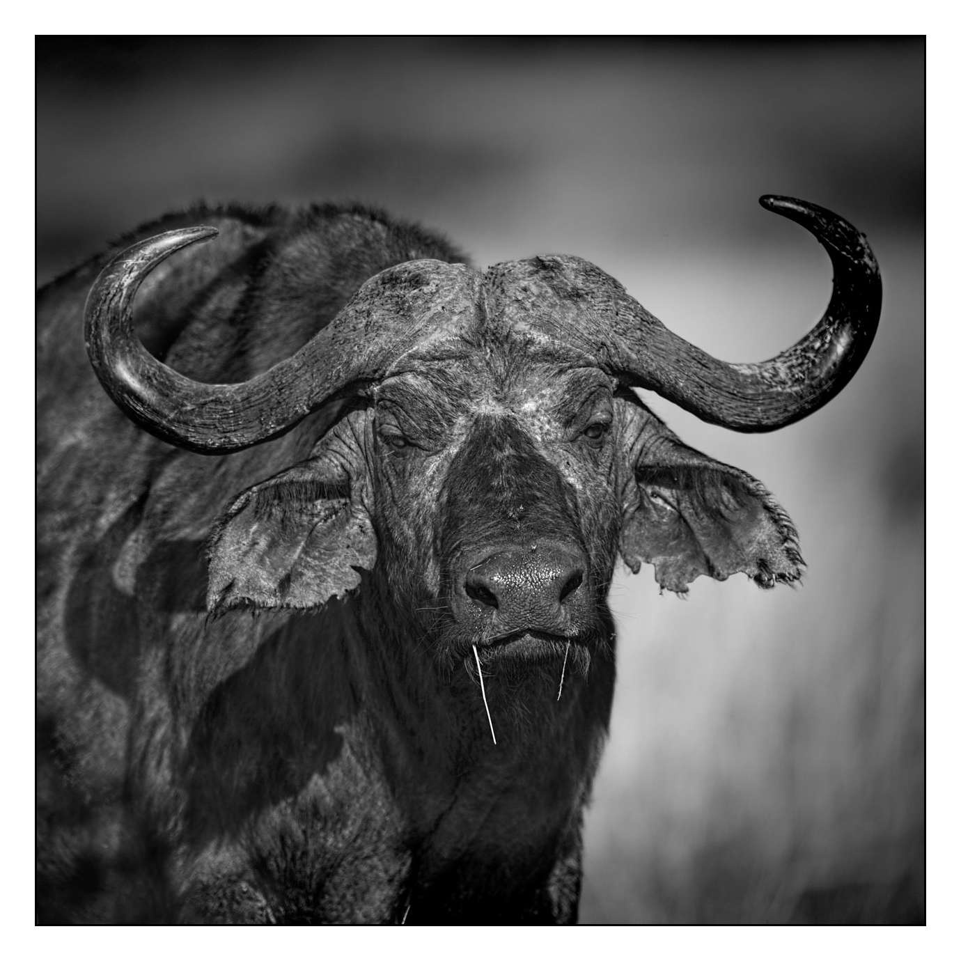 nuances-de-noirs-et-de-blancs/028-merveilles-animalieres-masai-mara/fr/06-170913MASANI0535B
