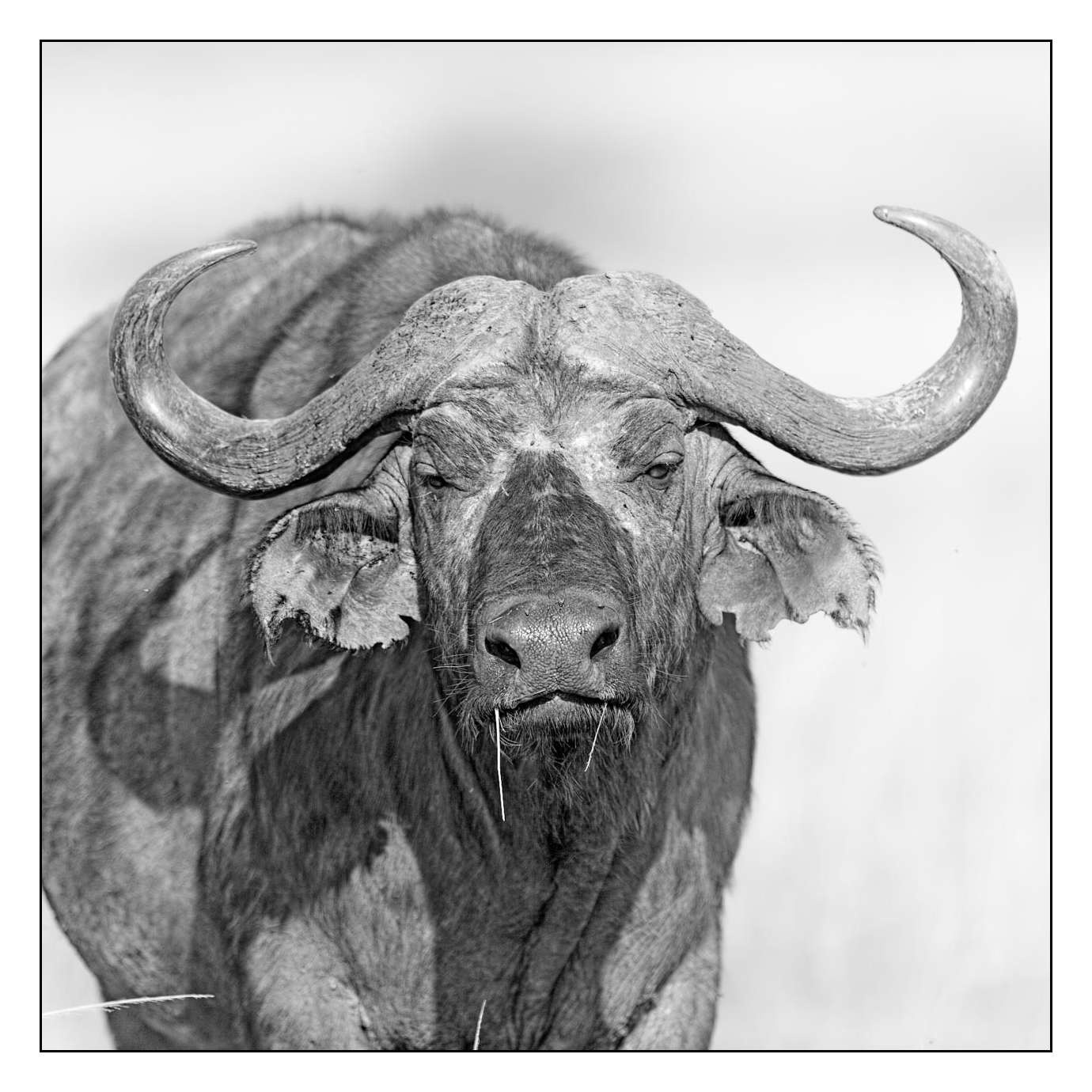 nuances-de-noirs-et-de-blancs/028-merveilles-animalieres-masai-mara/fr/07-170913MASANI0547B