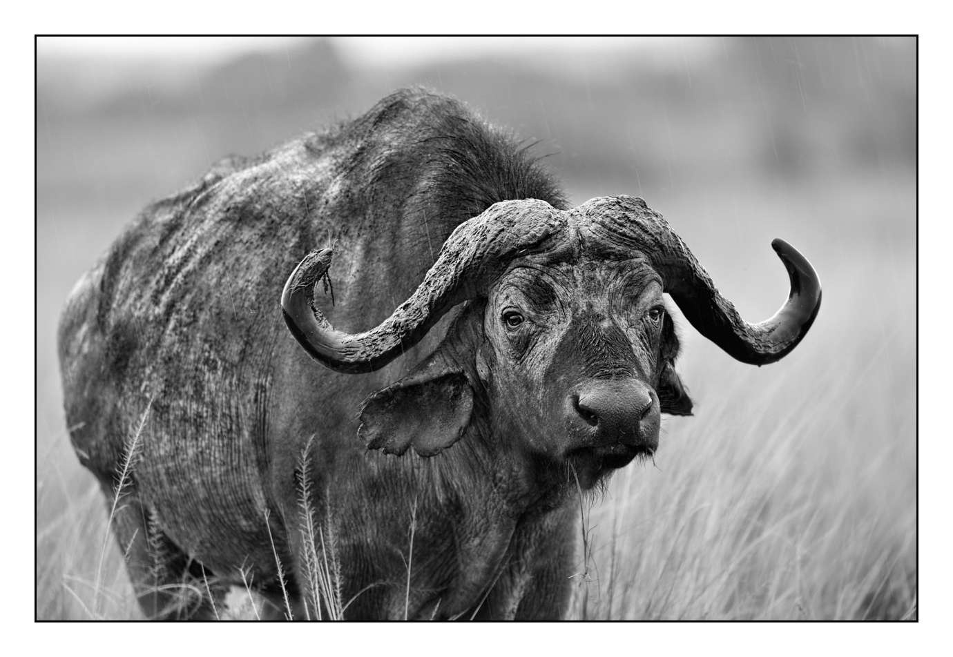 nuances-de-noirs-et-de-blancs/028-merveilles-animalieres-masai-mara/fr/09-170913MASANI0717B
