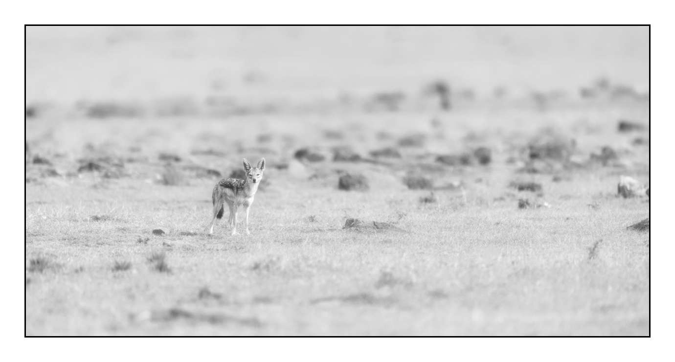 nuances-de-noirs-et-de-blancs/028-merveilles-animalieres-masai-mara/fr/10-170913MASANI0731B