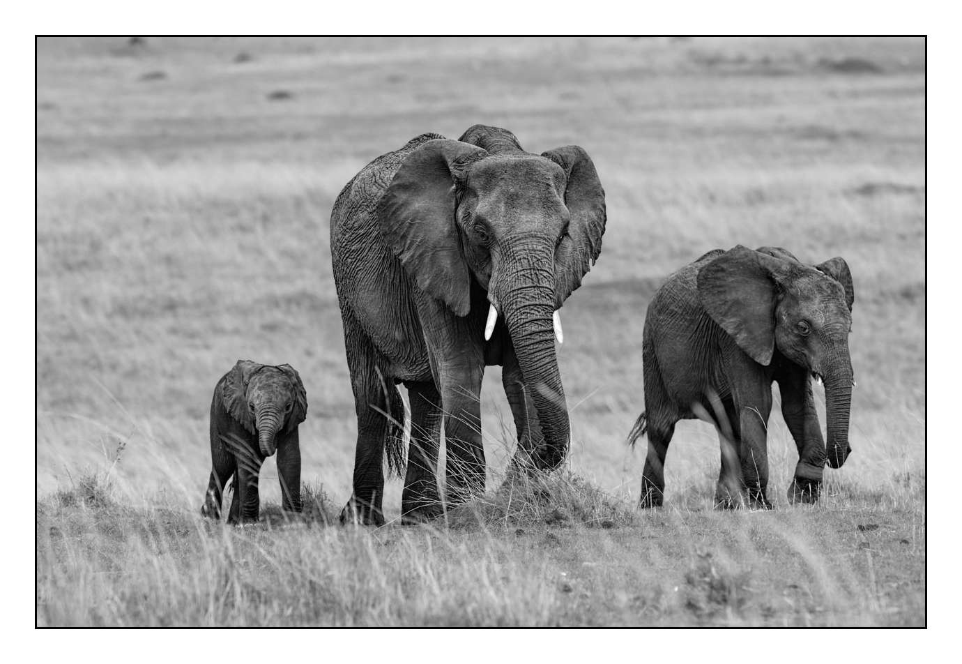 nuances-de-noirs-et-de-blancs/028-merveilles-animalieres-masai-mara/fr/11-170913MASANI1474B