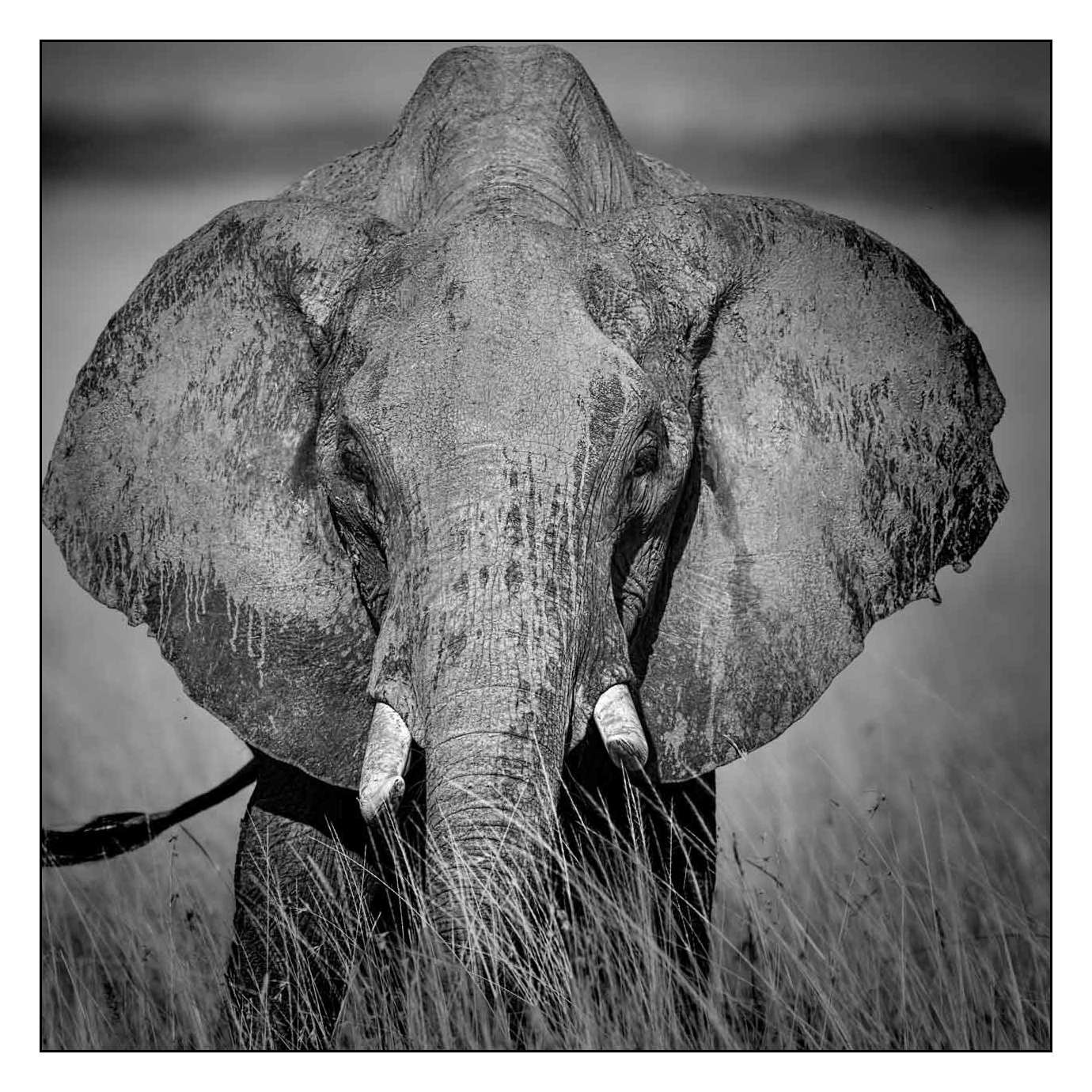 nuances-de-noirs-et-de-blancs/028-merveilles-animalieres-masai-mara/fr/12-170913MASANI1932B