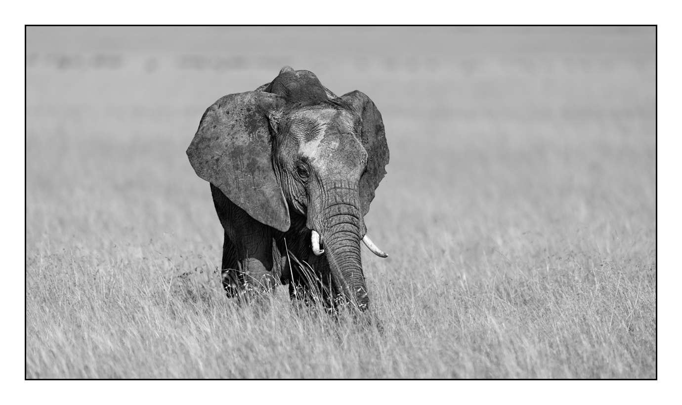 nuances-de-noirs-et-de-blancs/028-merveilles-animalieres-masai-mara/fr/13-170913MASANI1992B