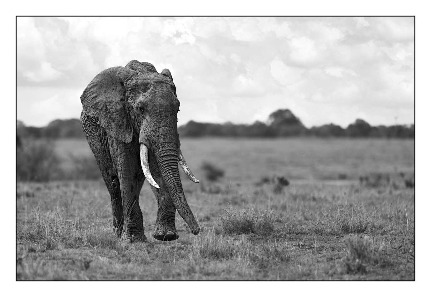 nuances-de-noirs-et-de-blancs/028-merveilles-animalieres-masai-mara/fr/14-170913MASANI2153B