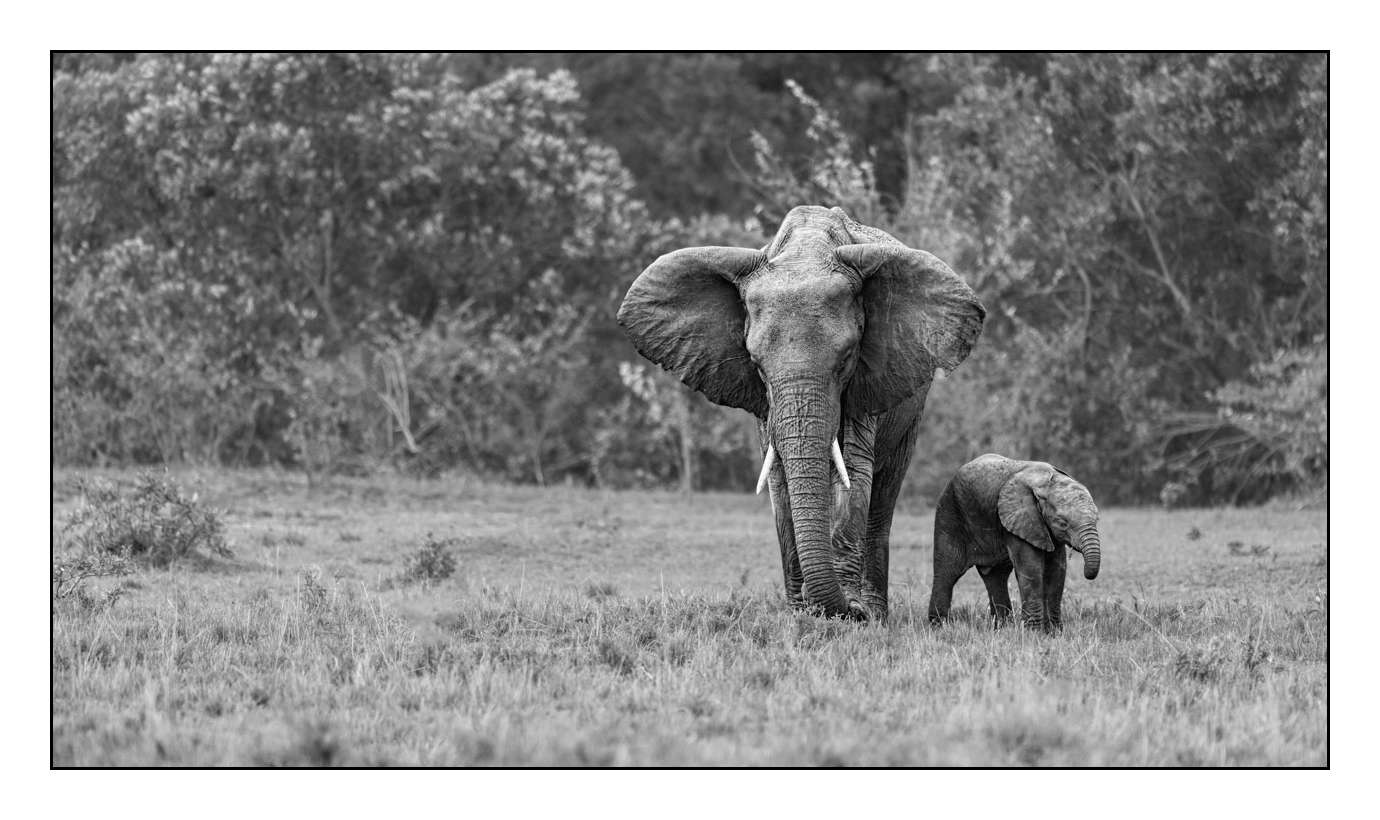nuances-de-noirs-et-de-blancs/028-merveilles-animalieres-masai-mara/fr/15-170913MASANI2290B