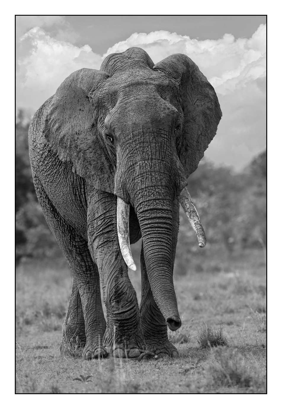 nuances-de-noirs-et-de-blancs/028-merveilles-animalieres-masai-mara/fr/16-170913MASANI2429B